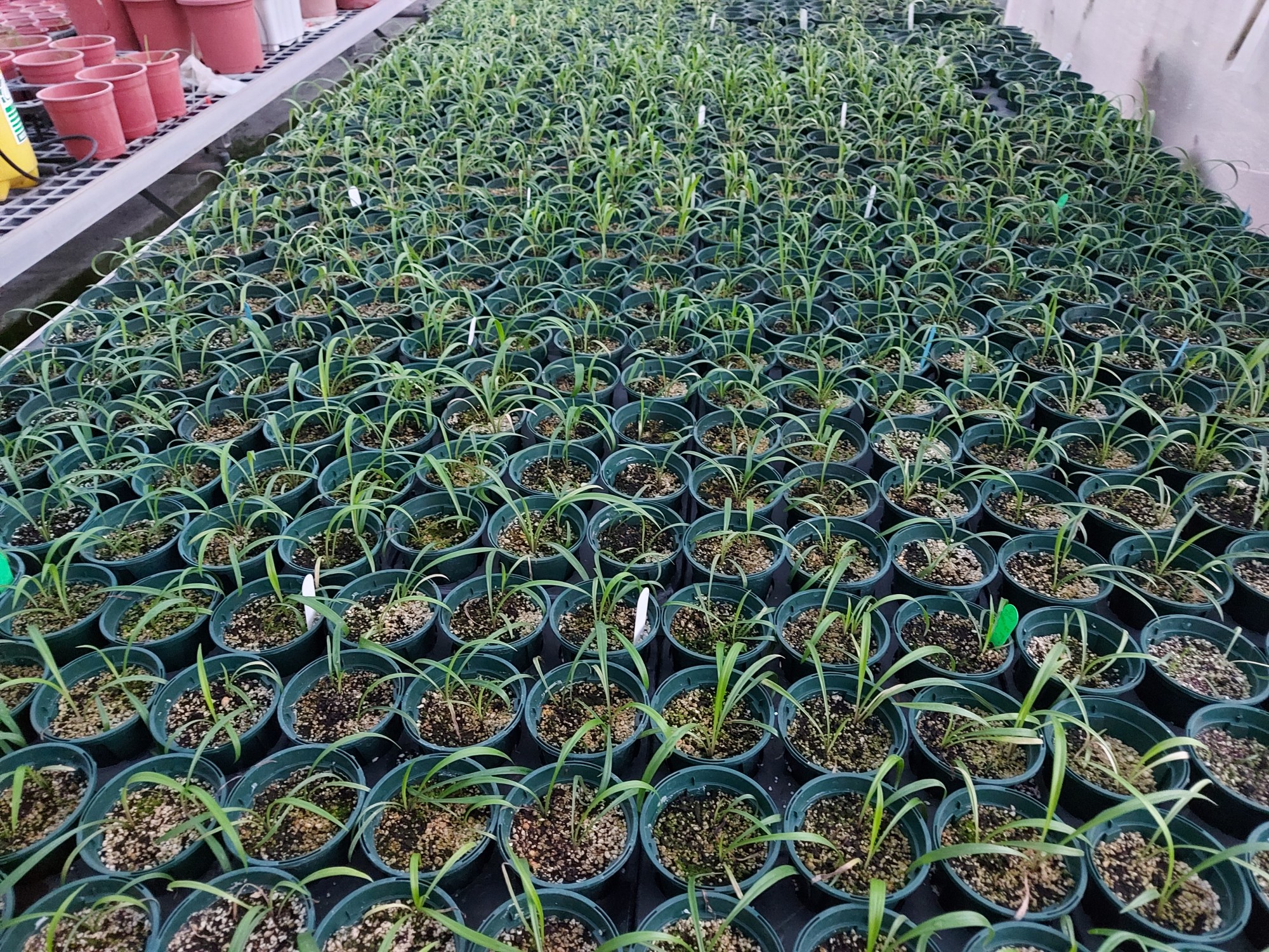 臺灣百合種苗繁殖 臺灣百合種苗繁殖