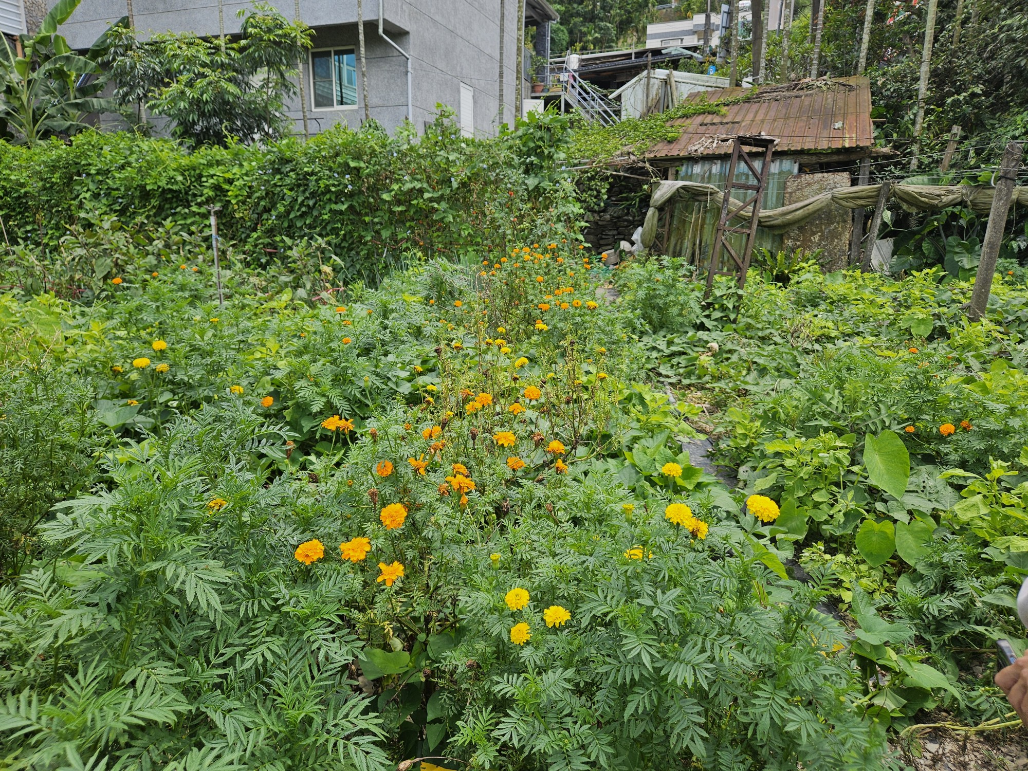 原鄉萬壽菊為花環編織重要材料之一 原鄉萬壽菊為花環編織重要材料之一