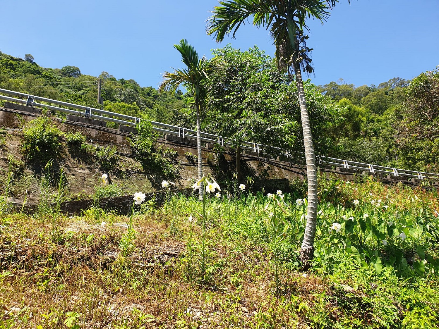 臺灣百合坡地景觀復育成果 臺灣百合坡地景觀復育成果