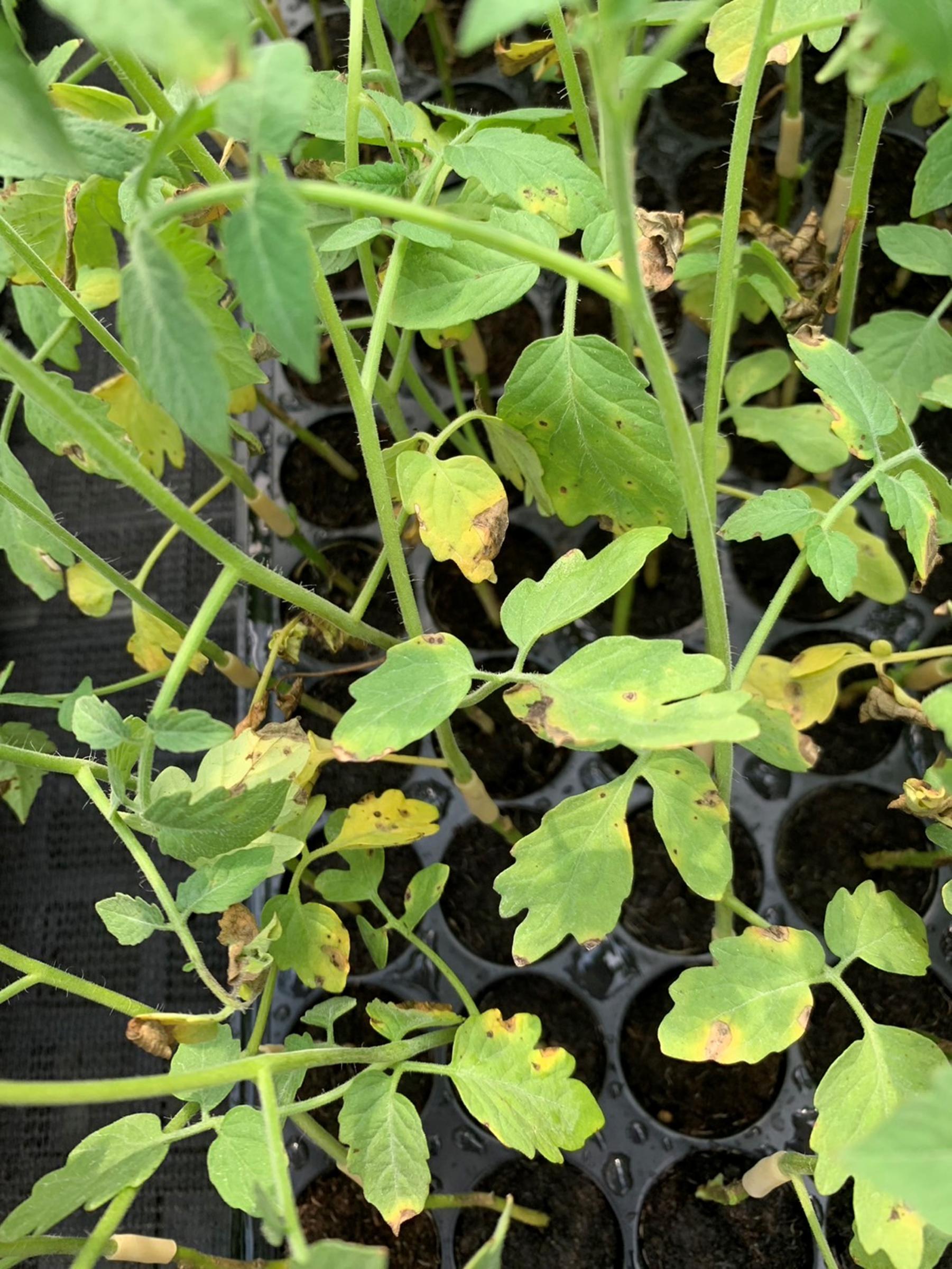 育苗階段或定期初期番茄苗株應留意細菌性斑點病等病害