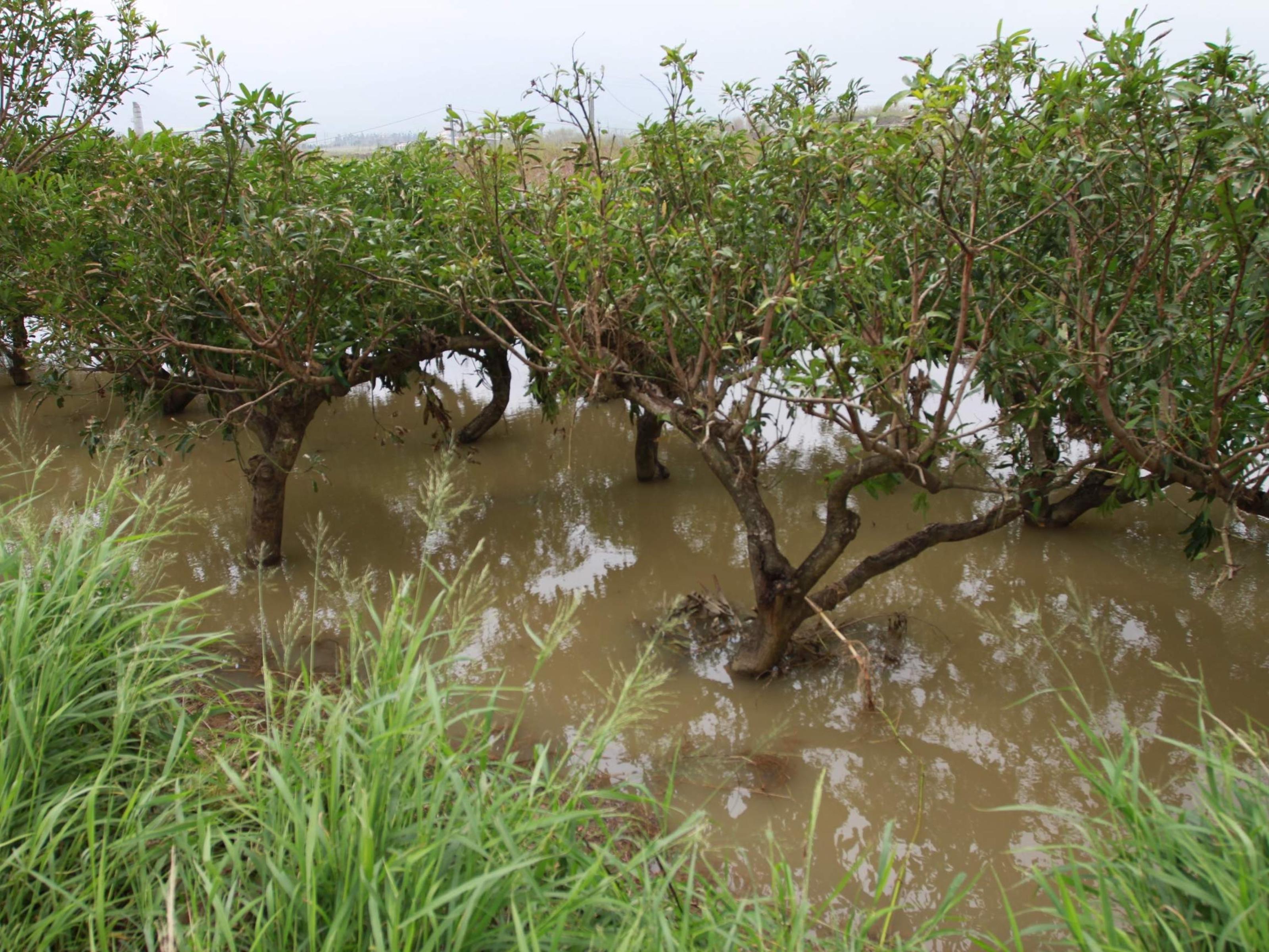 豪雨過後需特別注意田間排水工作，避免積水
