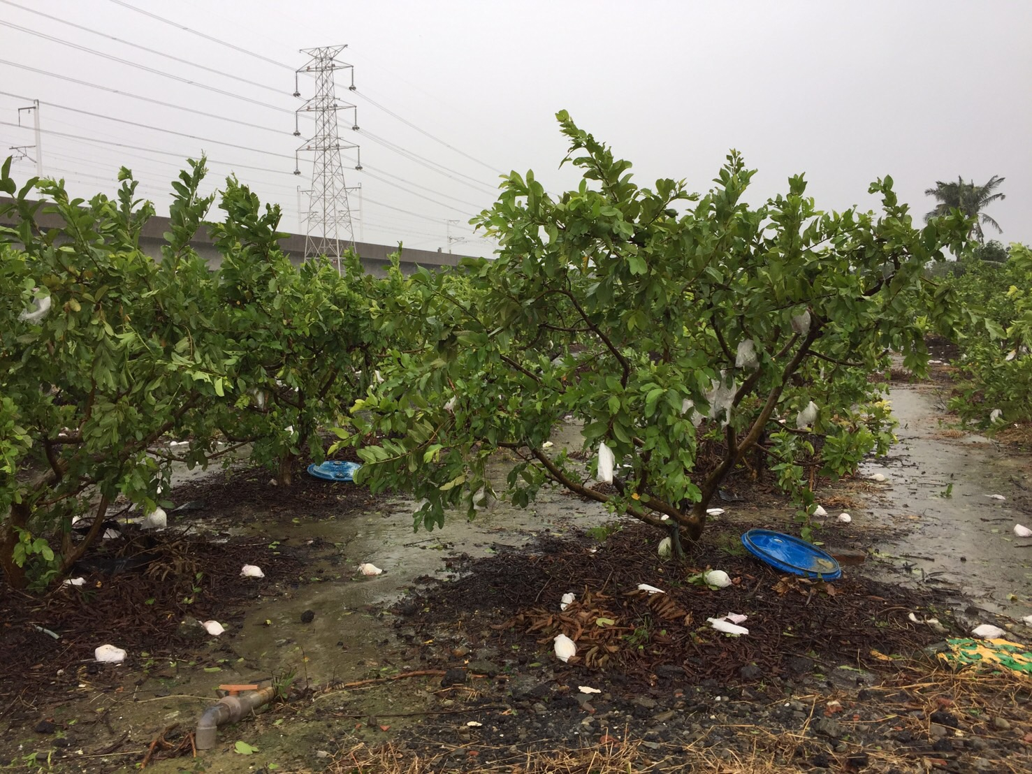 須加強清理殘枝落果，避免雨後病害蔓延