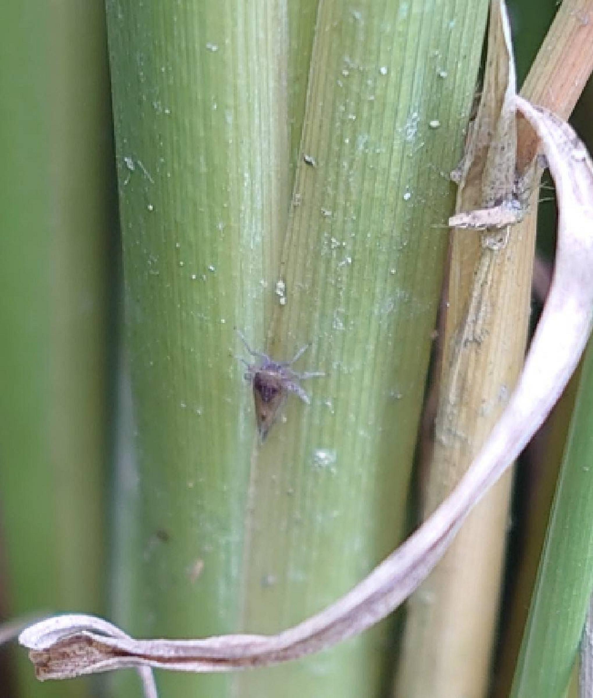 飛蝨類害蟲可能藉由氣流長距離遷移入侵