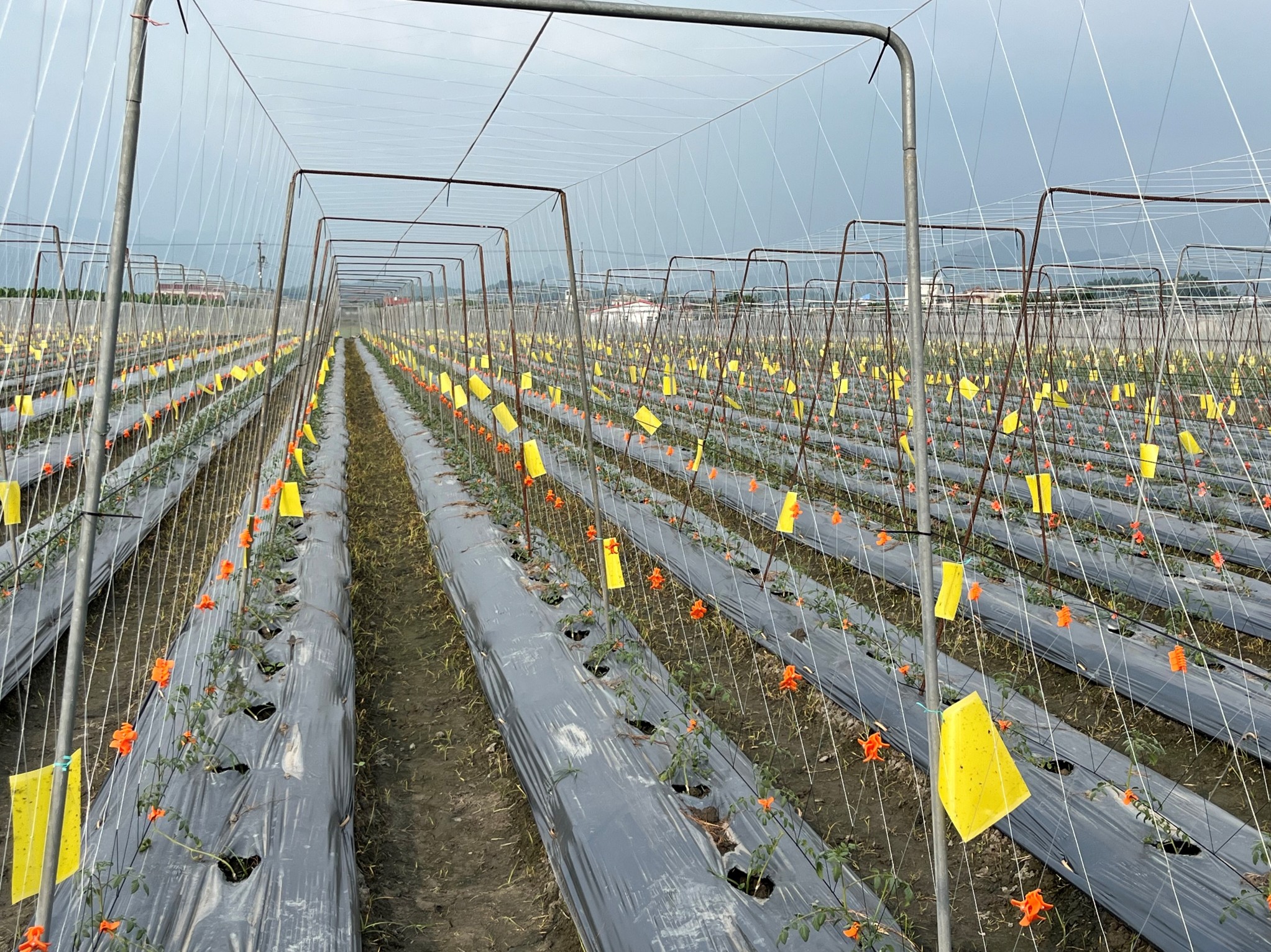 可應用黃色黏紙進行粉蝨的監測及防治。