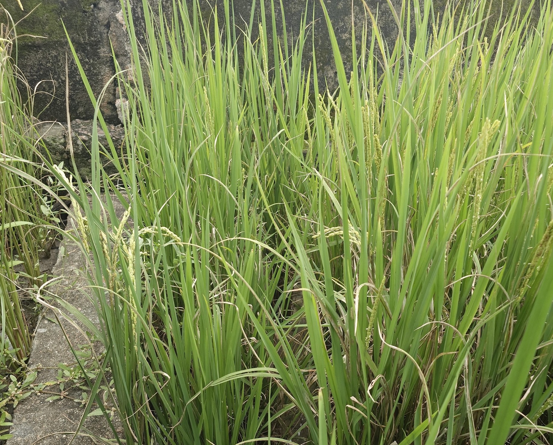 水稻應適時防治白葉枯病等病害