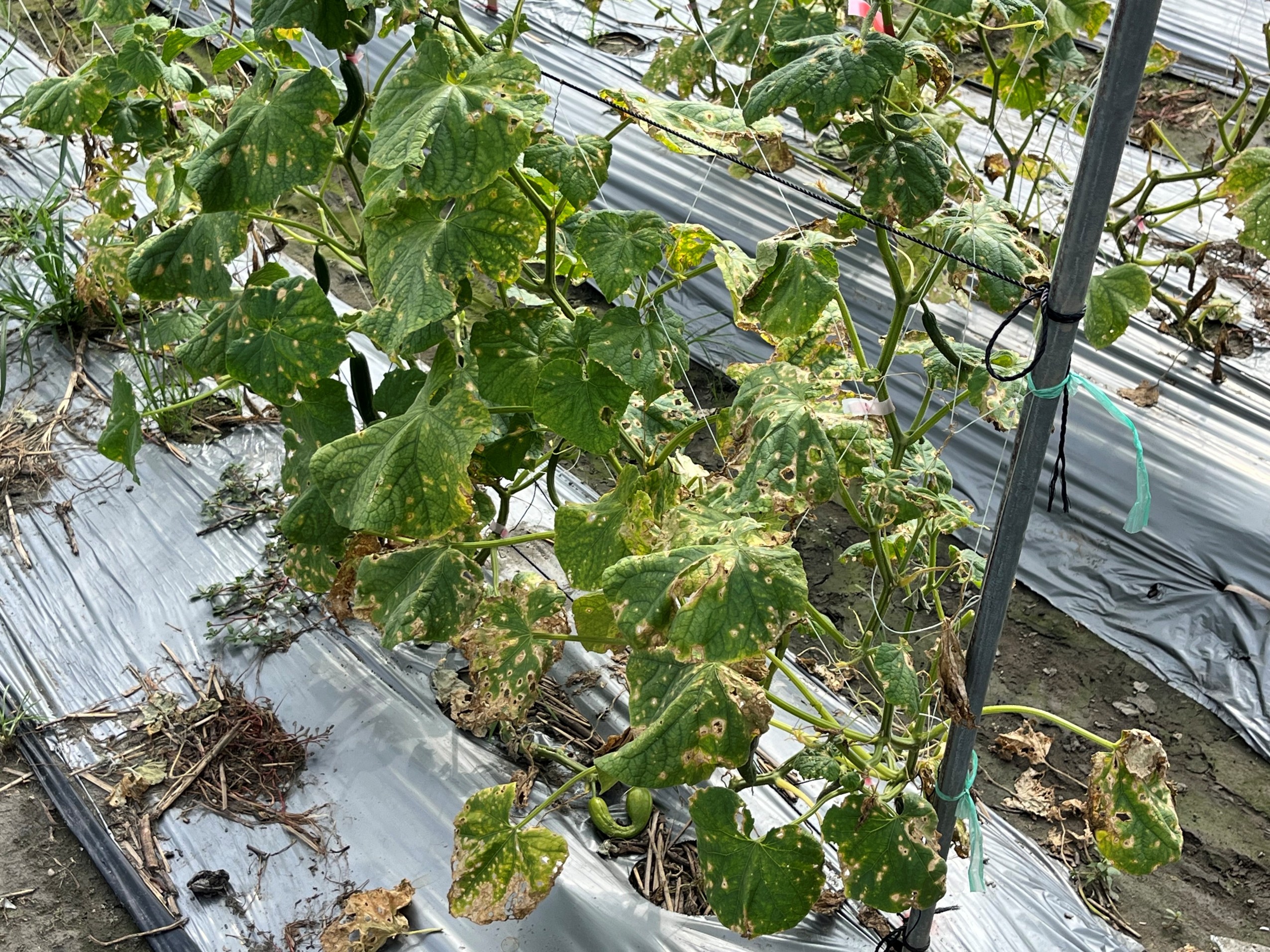 瓜果類作物雨後易發生露菌病等病害須加強防治