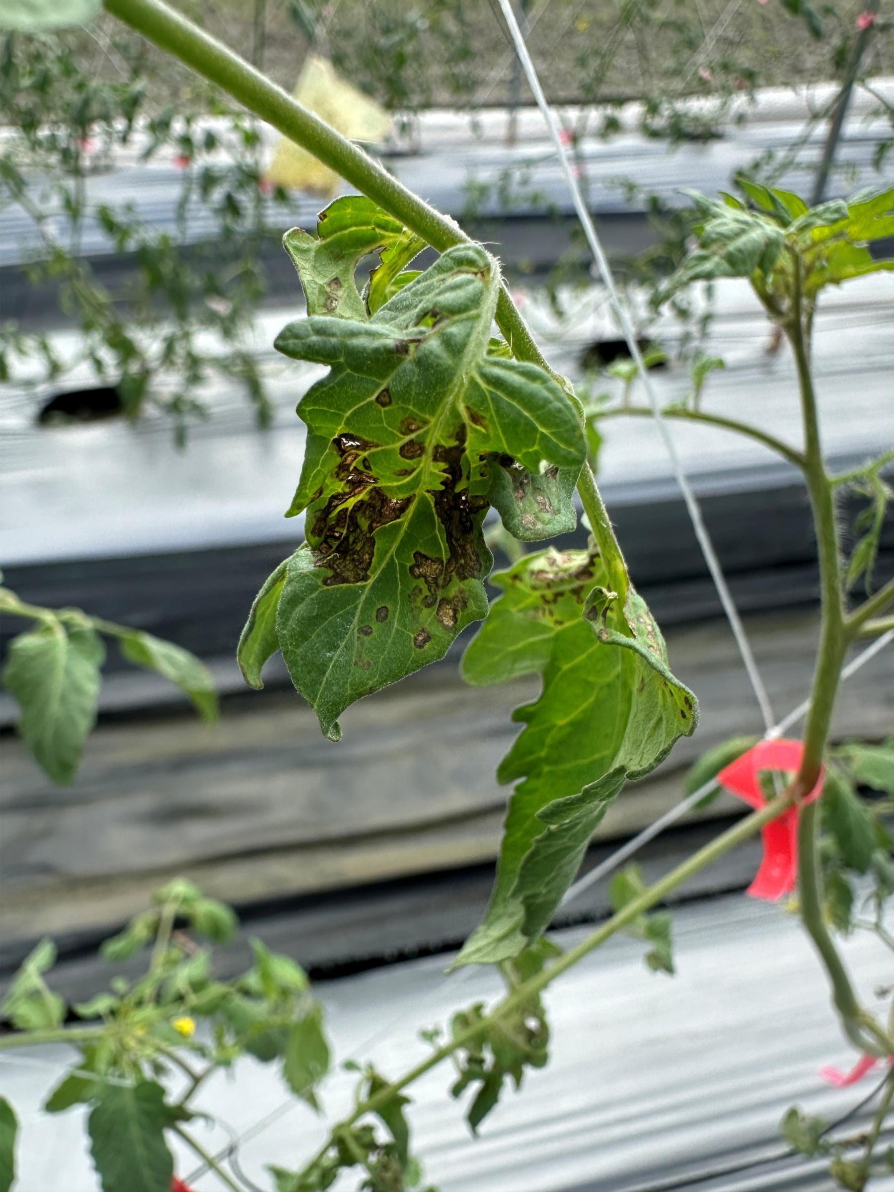風雨後應留意番茄細菌性斑點病等病害