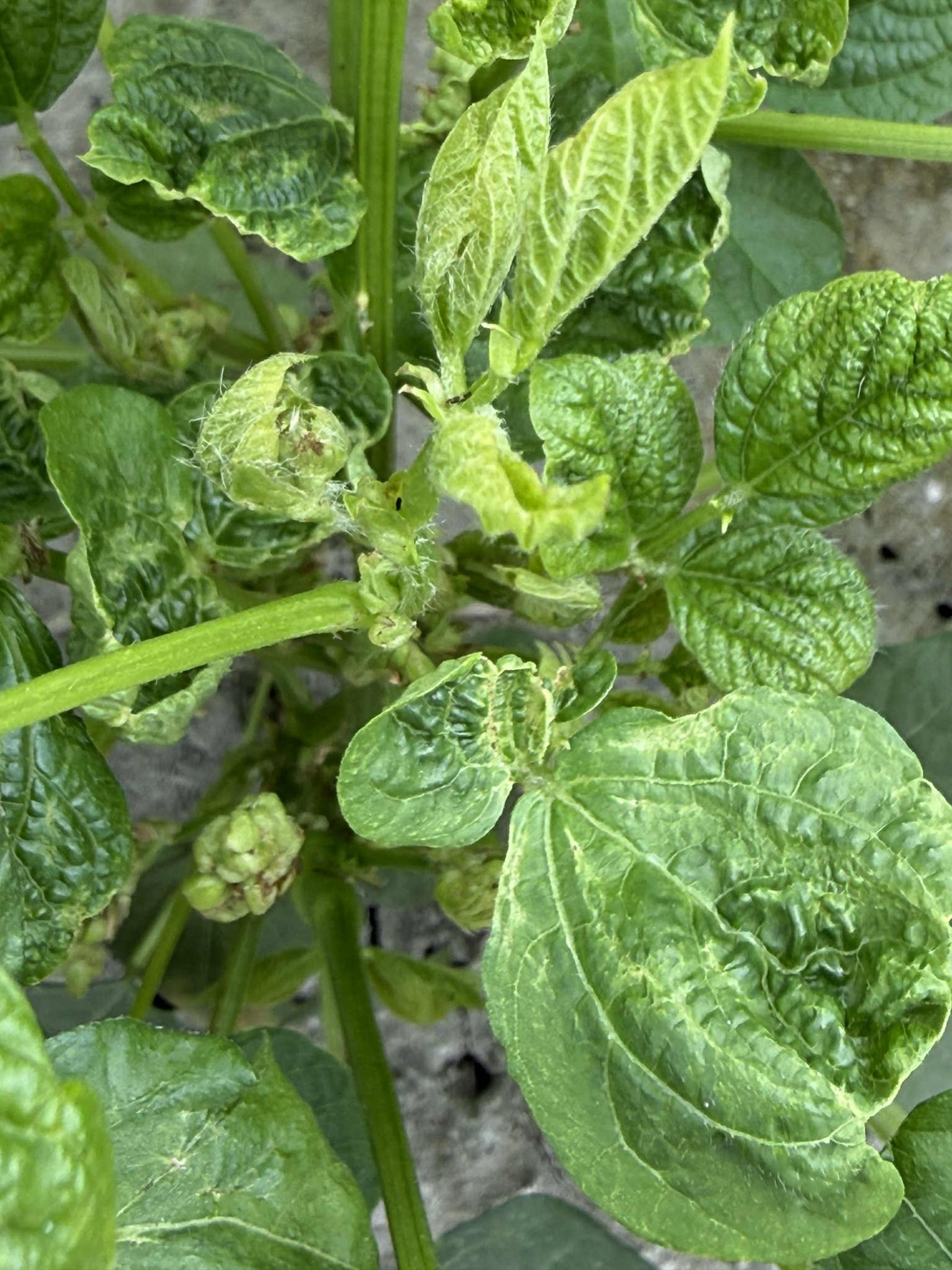 紅豆葉片受薊馬銼吸造成皺縮