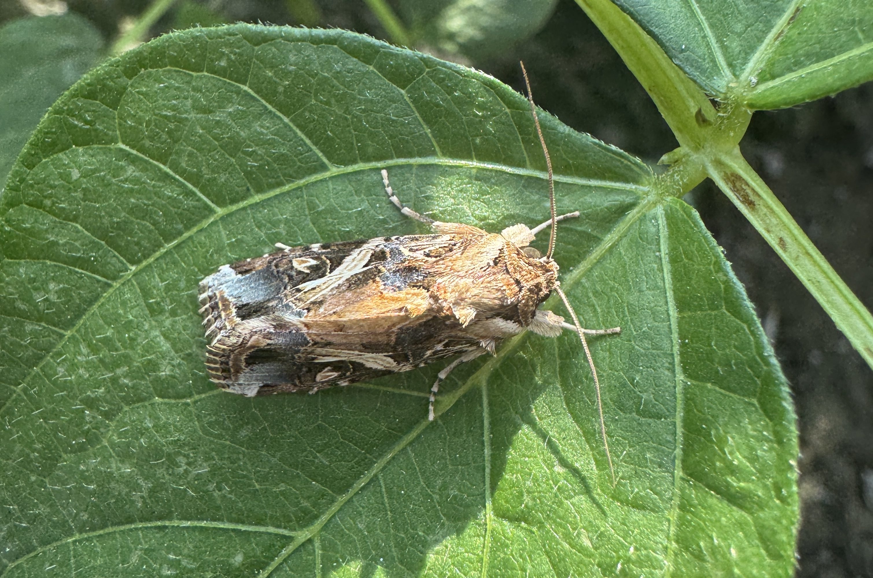 受性費洛蒙誘引吸引來的成蟲