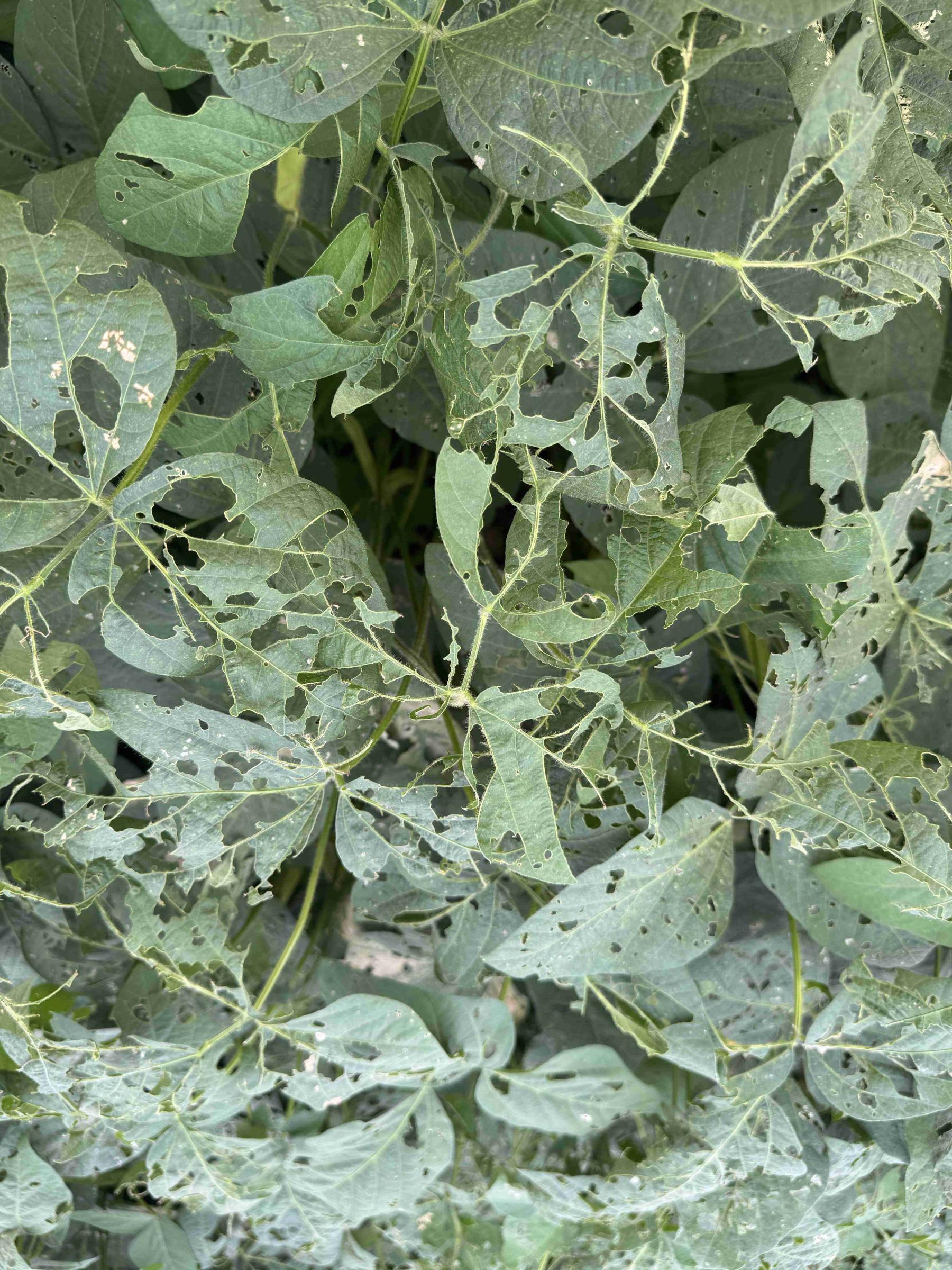 毛豆受害後葉片形成缺刻狀