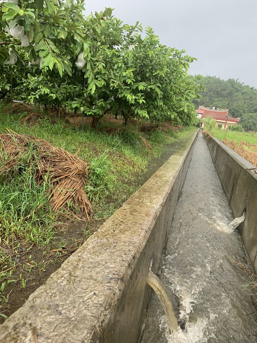 作物根部遭長時間淹水容易衰弱、死亡，應加強周邊排水系統通暢。