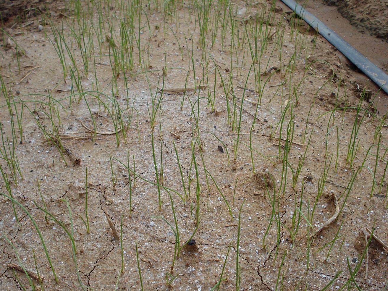 洋蔥苗圃可施用過磷酸鈣及亞磷酸氫化鉀，強化苗株。