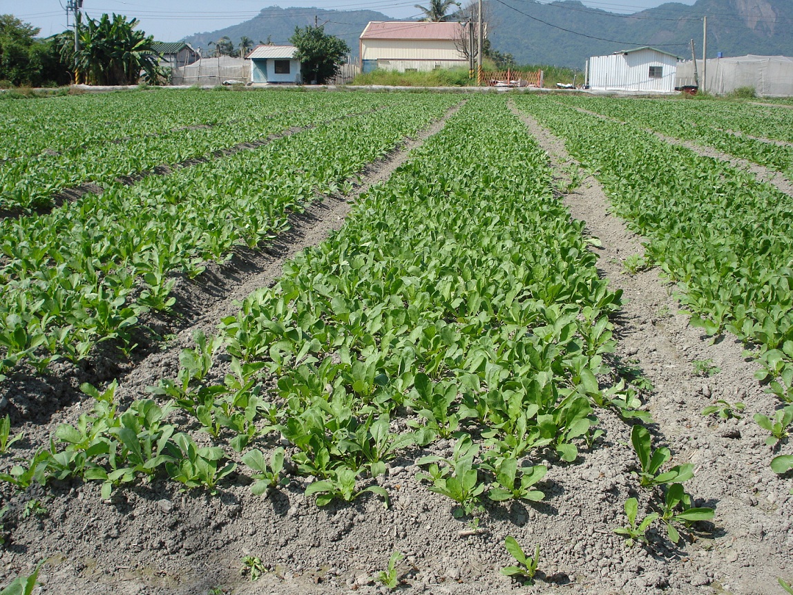 白玉蘿蔔浸水植株及根莖易腐爛，請務必加強田區排水。