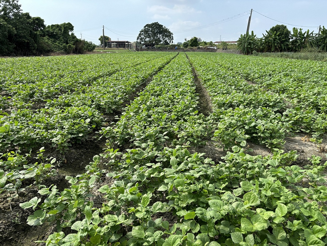 紅豆田區注意溝渠暢通