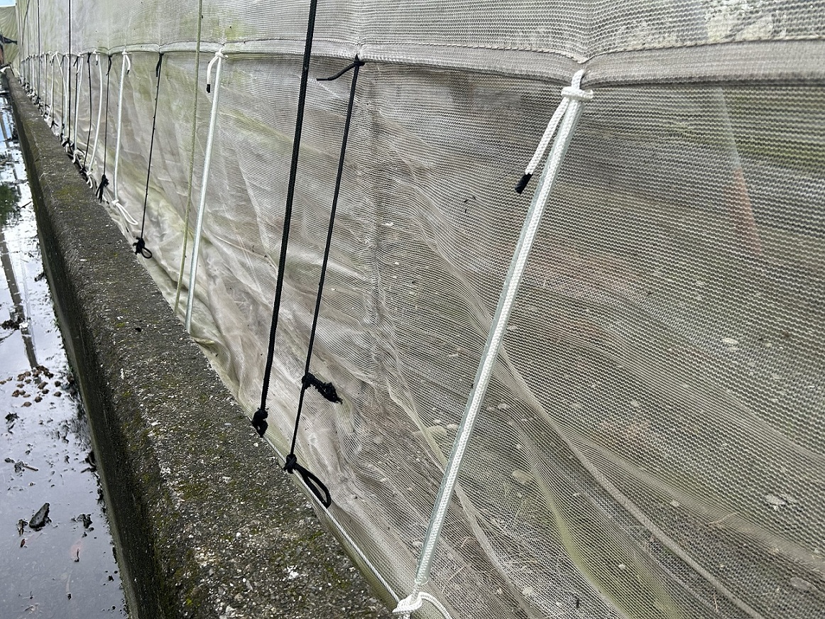 棗正值小果期，強固防蟲網避免強風危害。