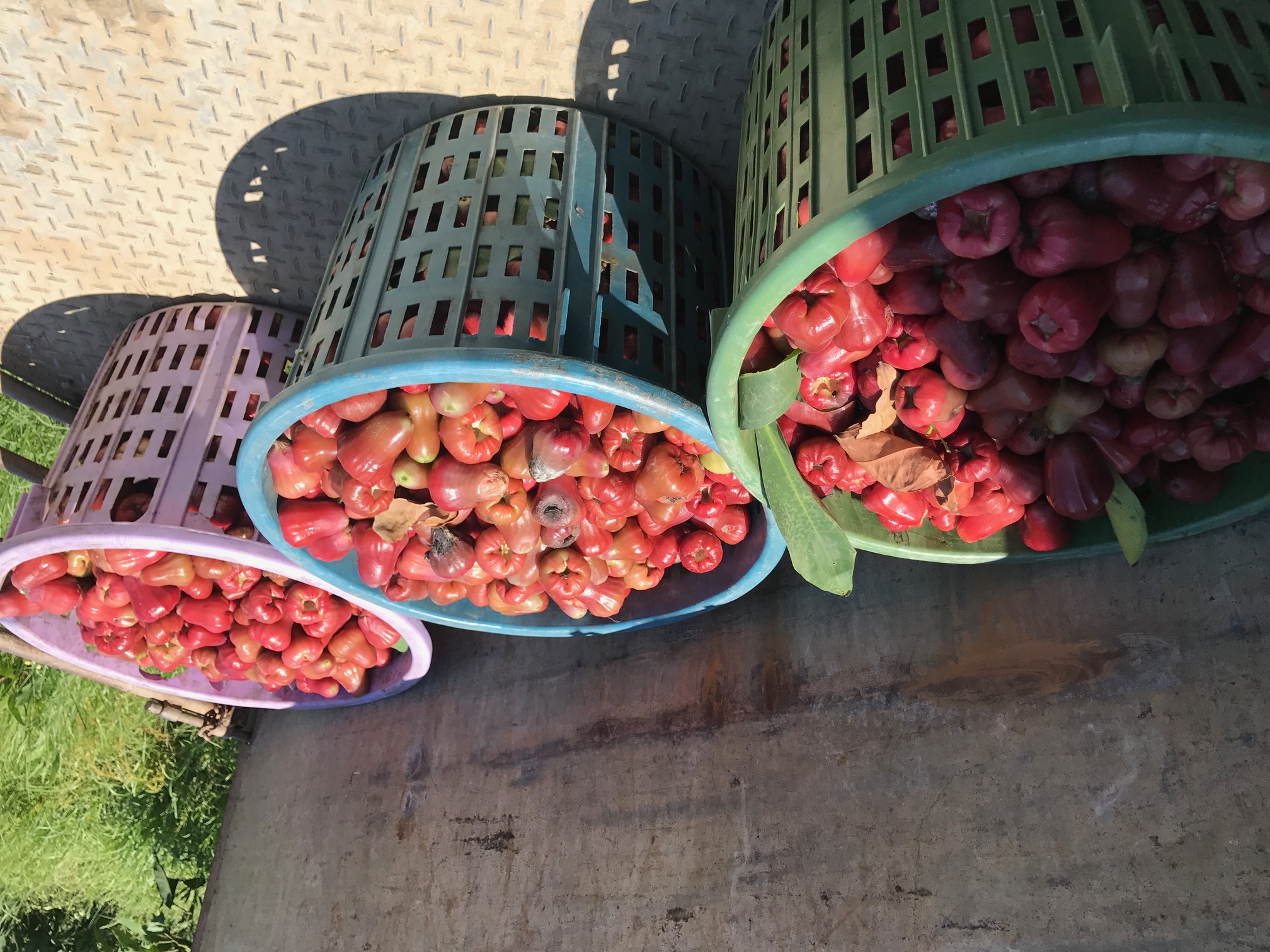 定期執行果園清潔工作，將落果集中並移出園區，減少病原菌密度。