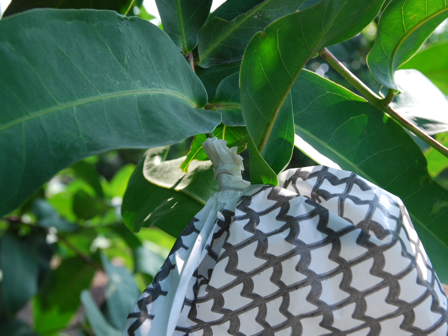 蓮霧套袋時袋口緊密收合，避免雨水滲入。