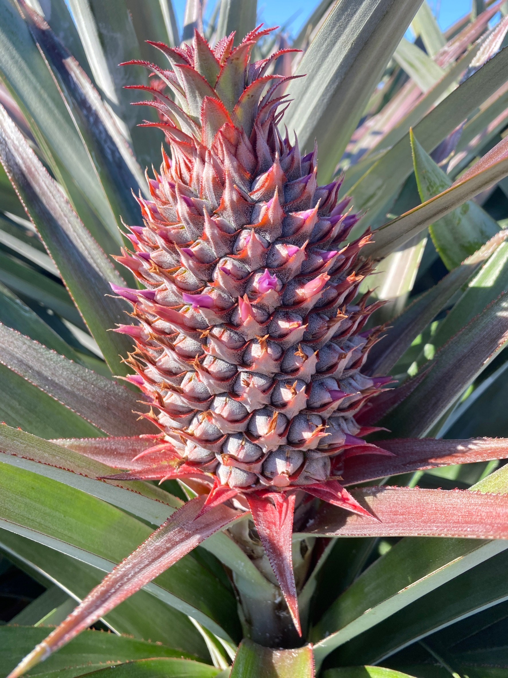 圖2.鳳梨花由花序底部開始向上開，底部的果目較成熟、糖度較高。