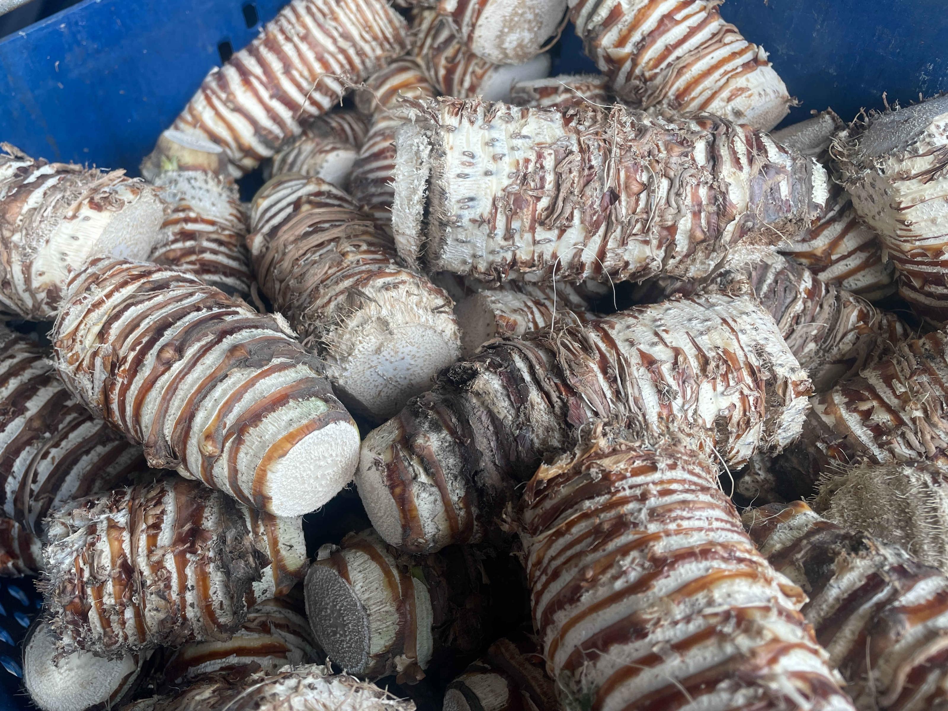 圖3.鳳梨採收後植株的莖部可用來萃取鳳梨酵 圖3.鳳梨採收後植株的莖部可用來萃取鳳梨酵