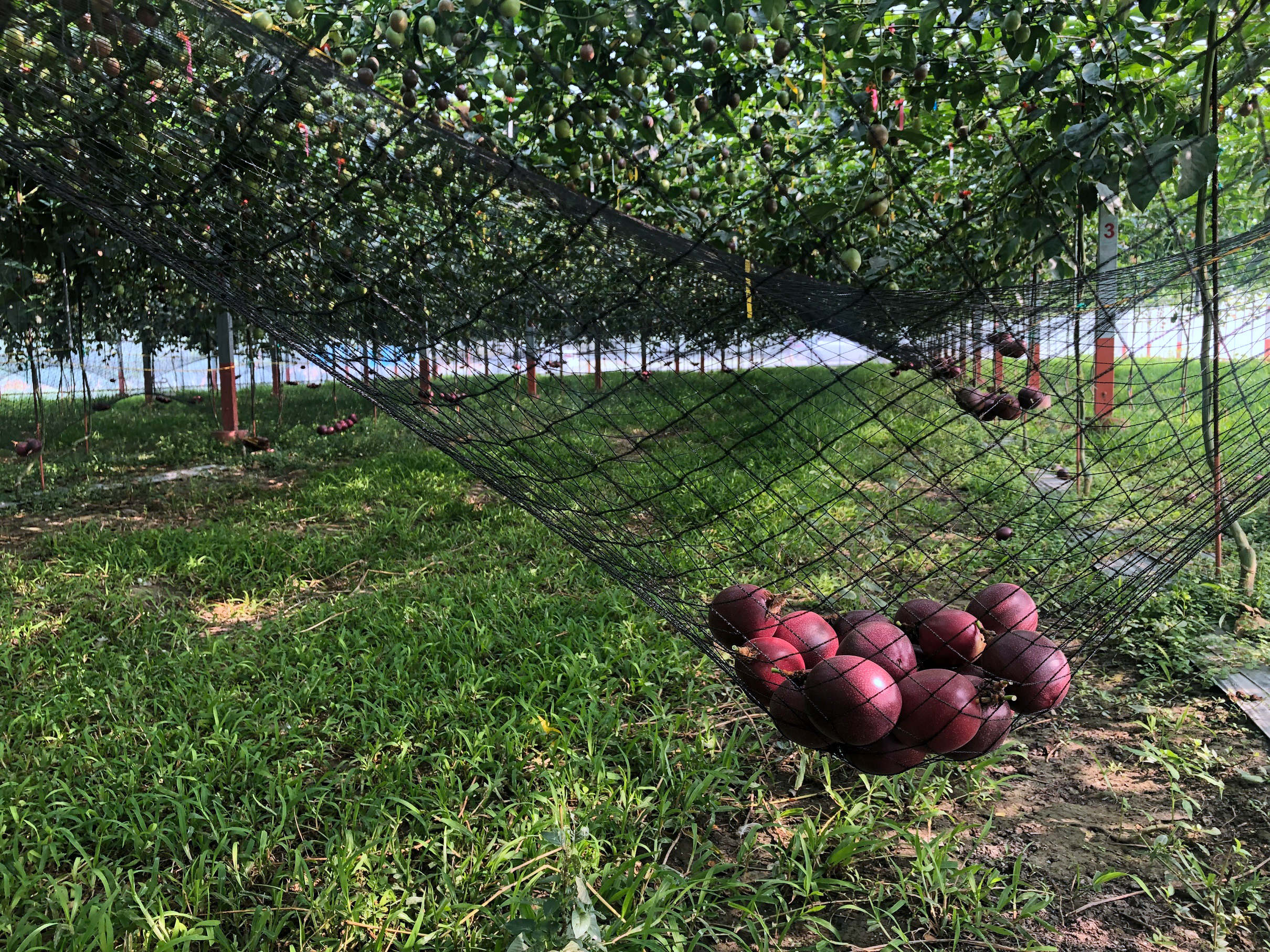 圖4.百香果以水平棚架栽培,果實自然成熟後落於吊網,再集中撈取。 圖4.百香果以水平棚架栽培,果實自然成熟後落於吊網,再集中撈取。