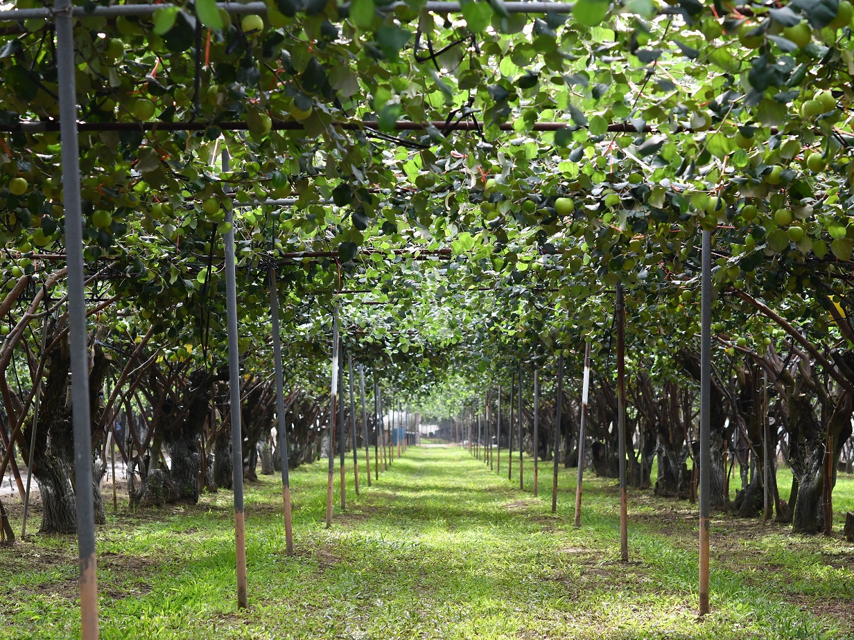 優質棗健康管理果園