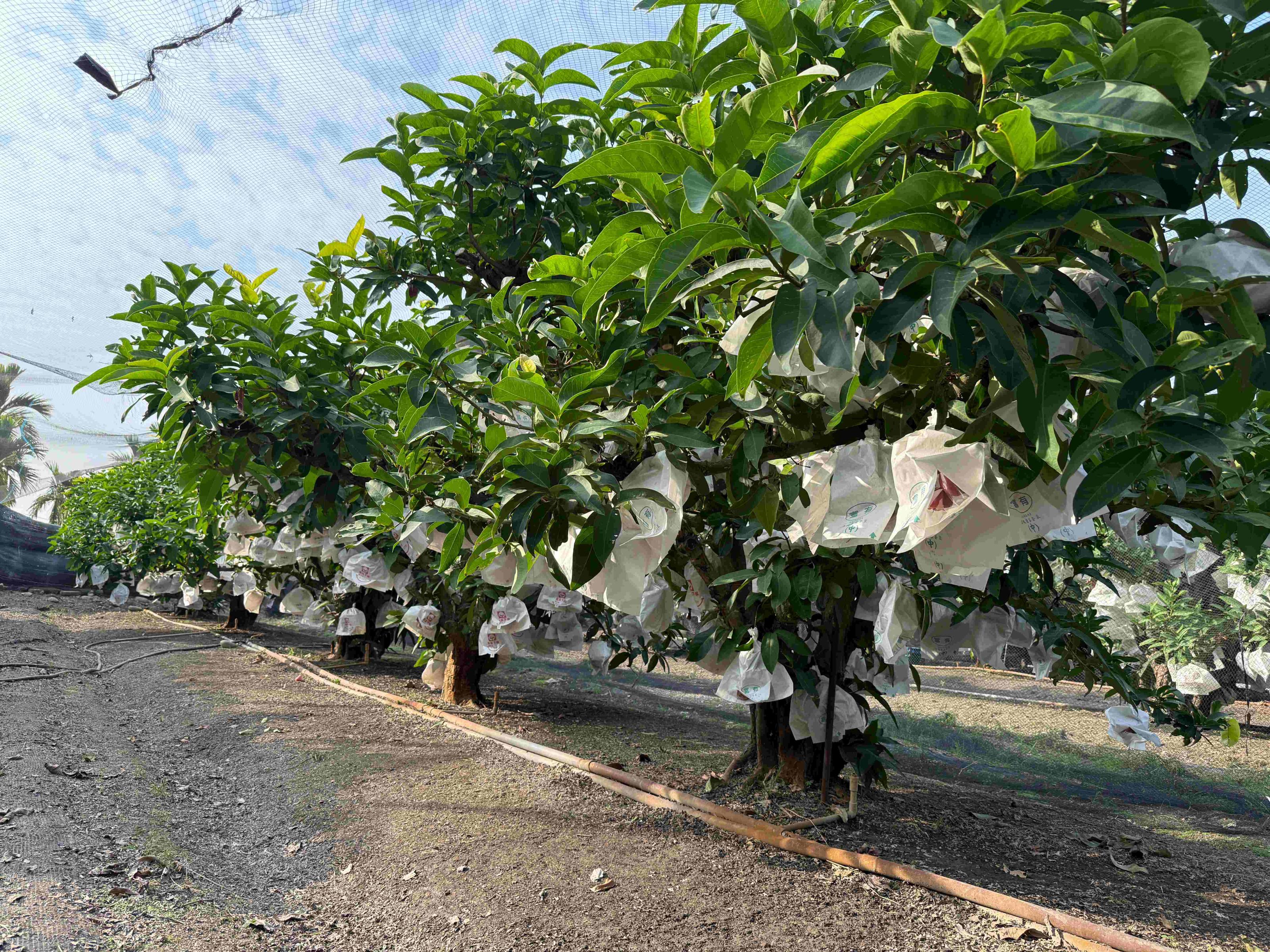 蓮霧健康管理果園枝條管理錯落有致