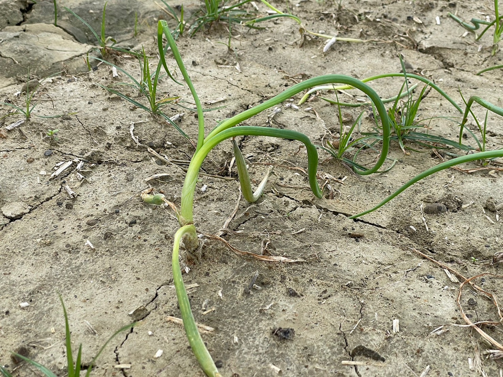 炭疽病可造成洋蔥葉片捲曲進而枯萎.