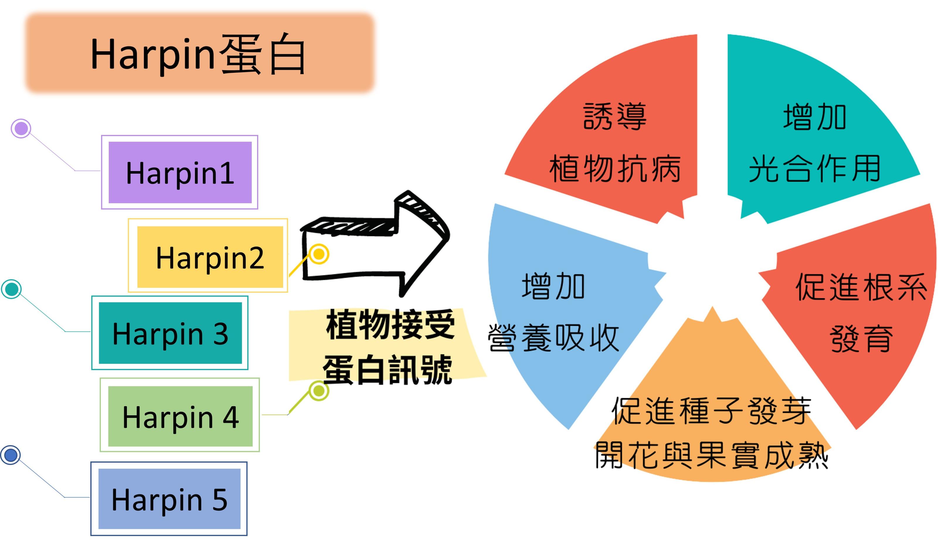 圖1.細菌harpin蛋白之作用機制