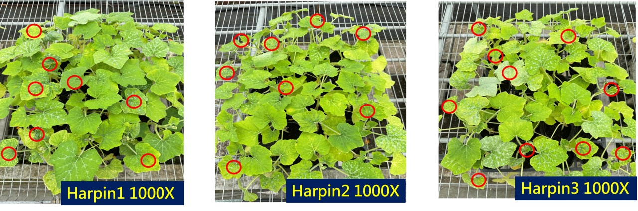 圖3.南瓜施用harpin蛋白(1000倍稀釋) 28天後，南瓜捲葉病毒發生輕微(紅圈符號為對照植株病徵)，防治率可達50%～65%。