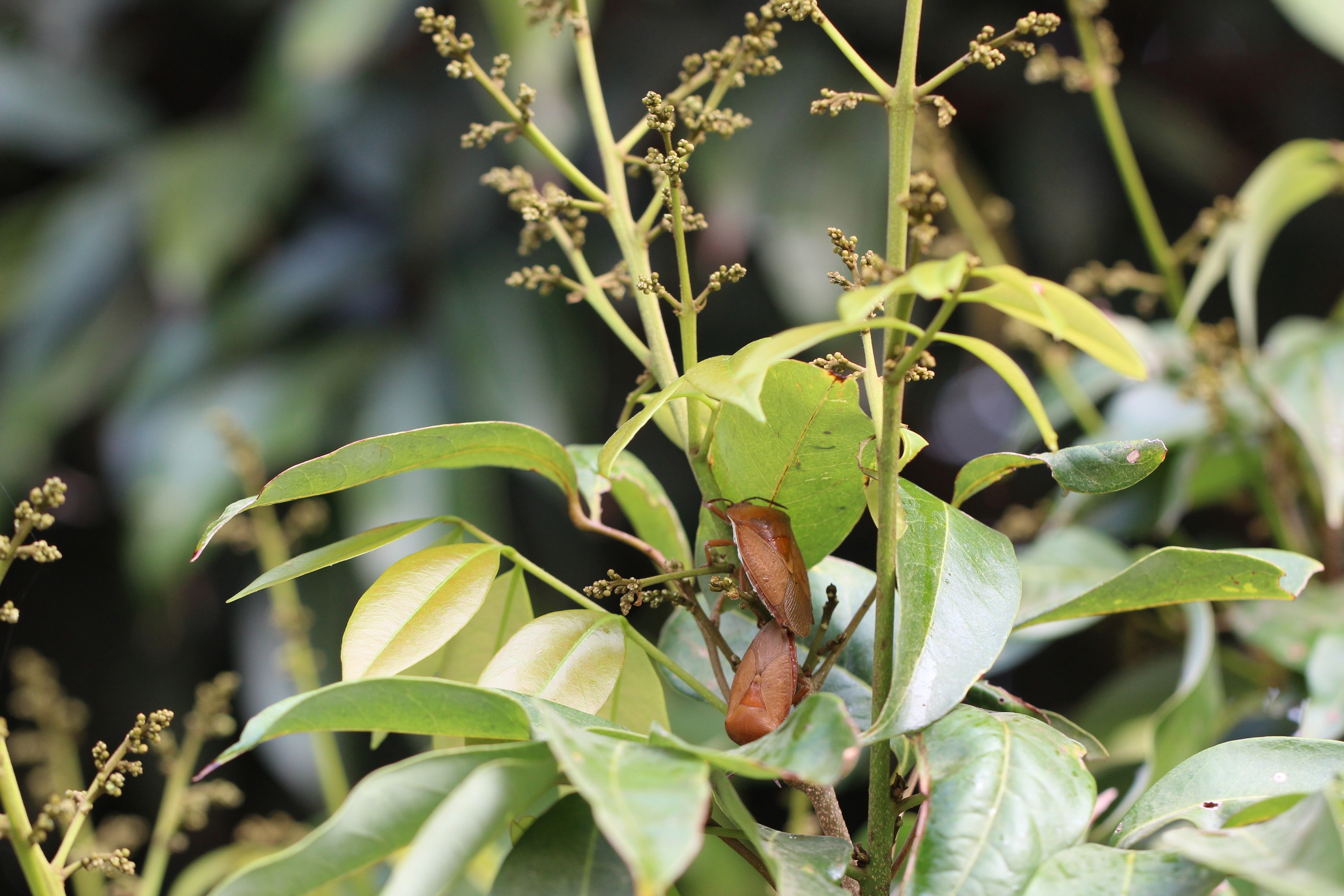 荔枝椿象在荔枝花穗上吸食,並於性成熟後開始交尾 荔枝椿象在荔枝花穗上吸食,並於性成熟後開始交尾