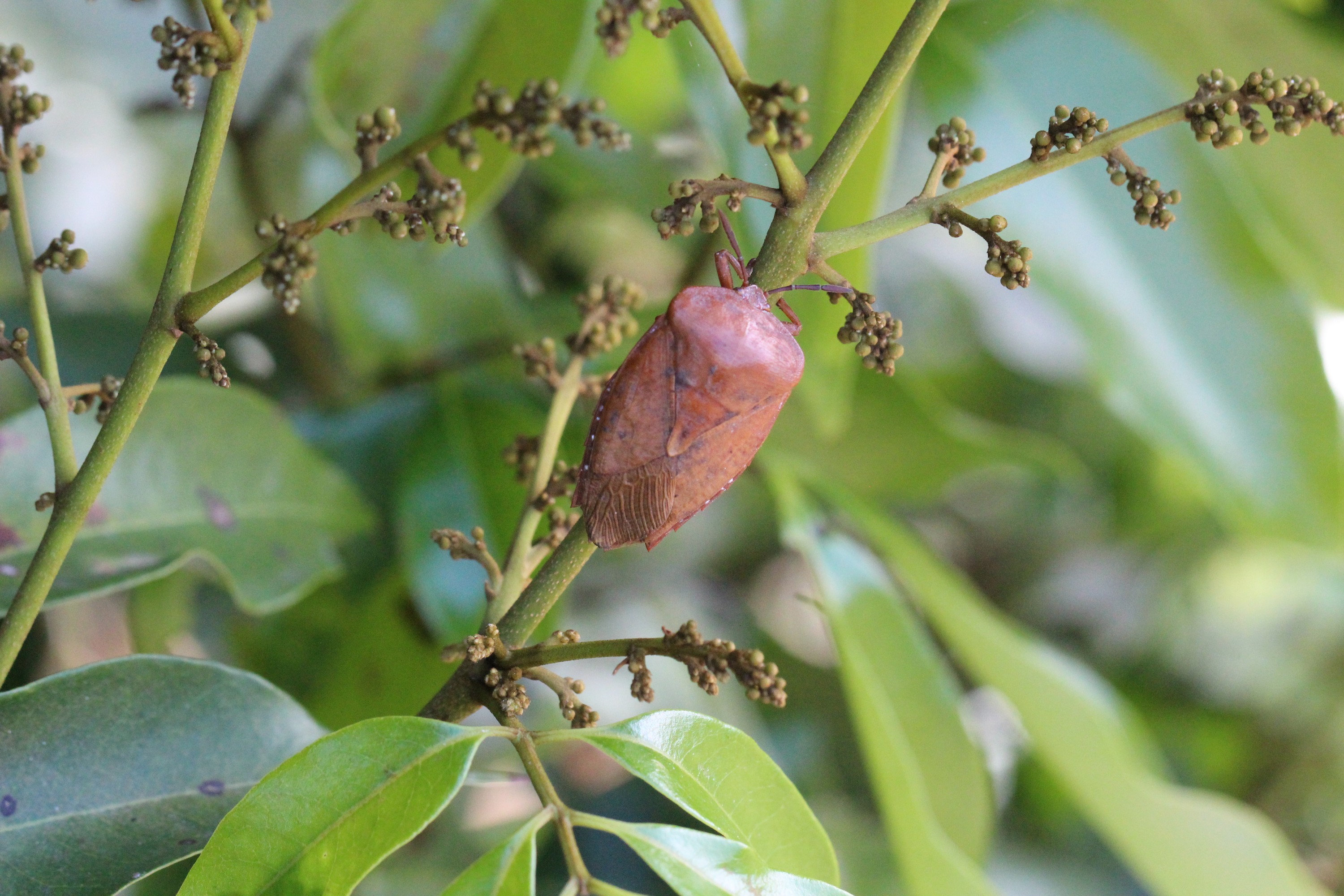 荔枝花開極易吸引荔枝椿象前來取食 荔枝花開極易吸引荔枝椿象前來取食