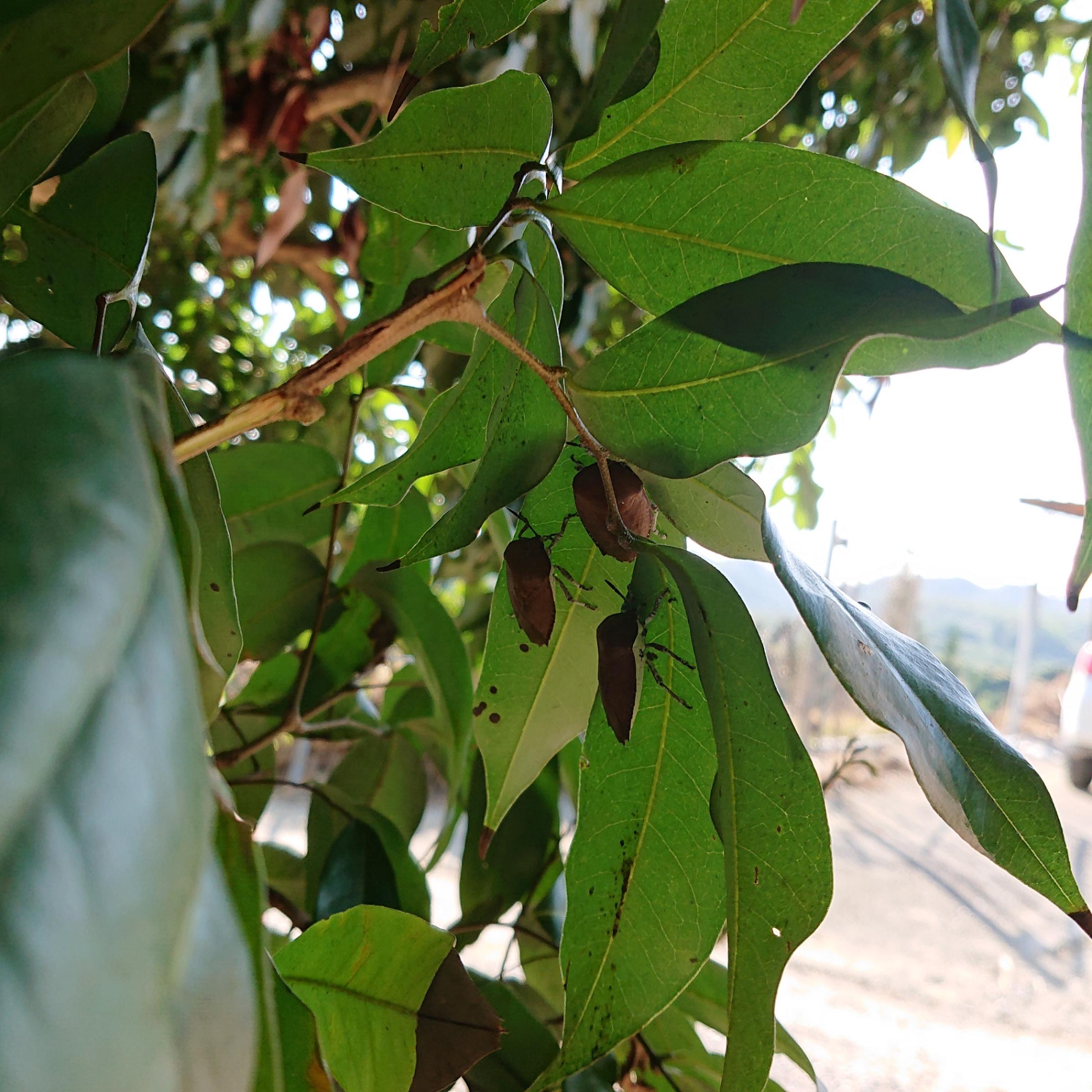 躲在葉背的荔枝椿象 躲在葉背的荔枝椿象