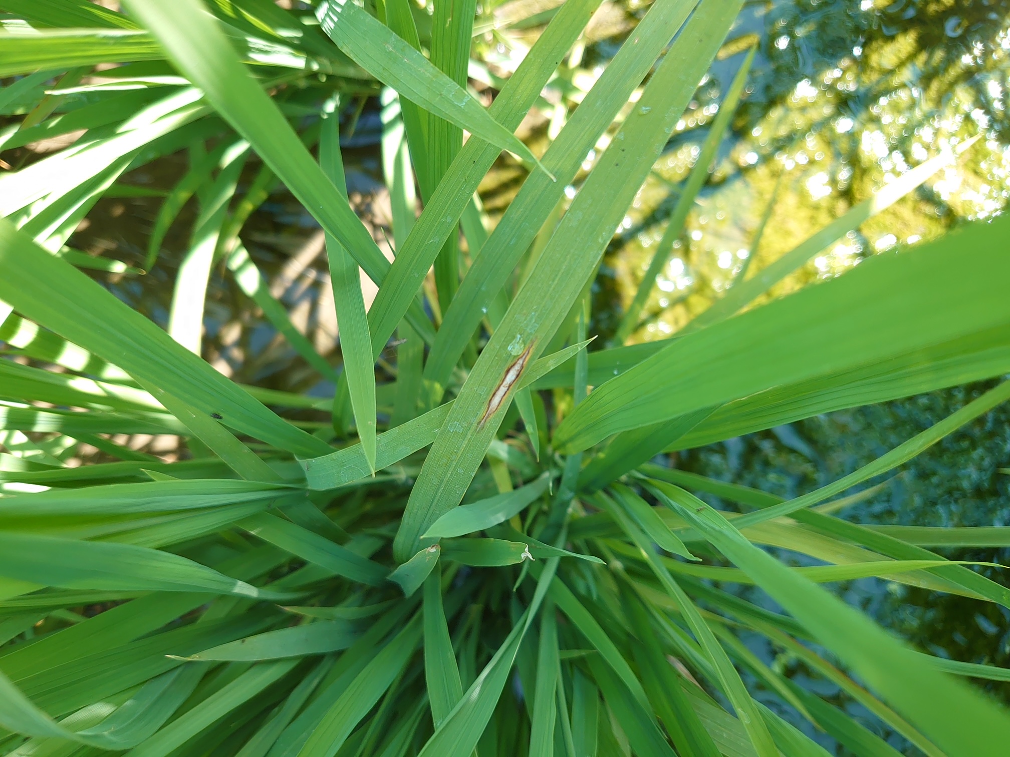 水稻葉稻熱病病斑
