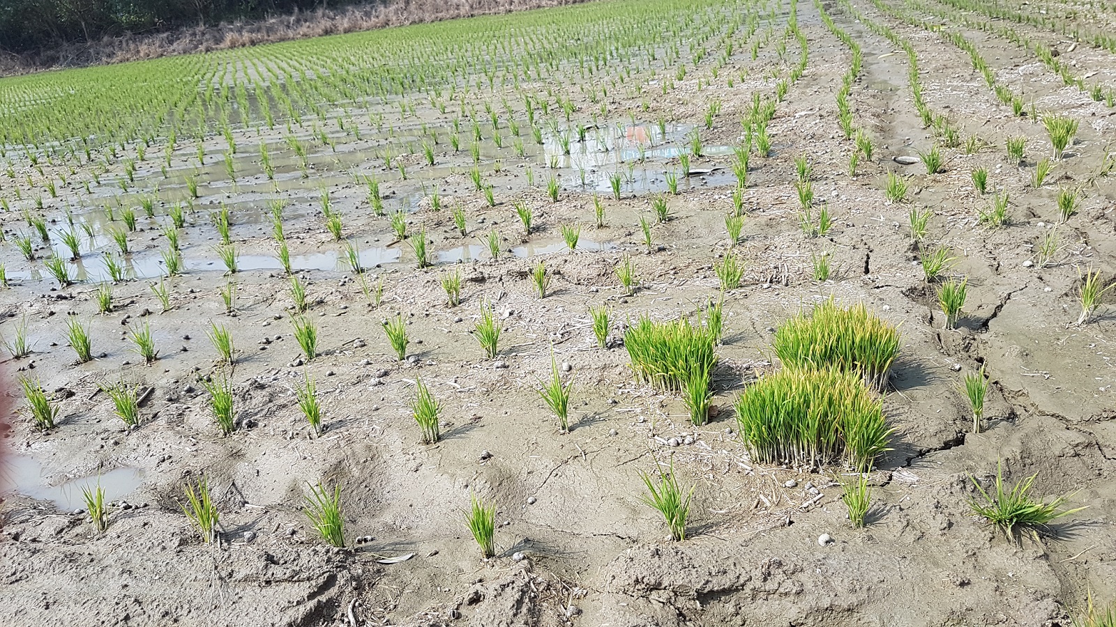 田區若有剩餘秧氈,因通風不良病害常較早發生 田區若有剩餘秧氈,因通風不良病害常較早發生