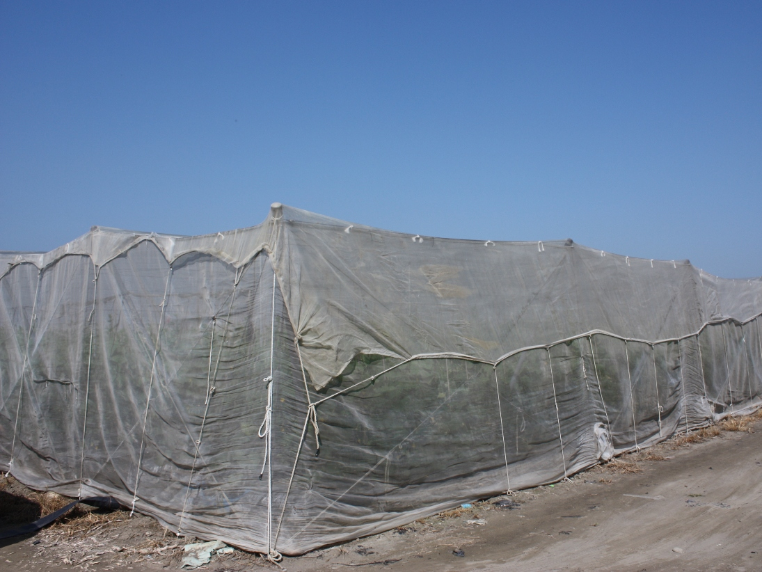 蔬菜水平網室頂部加蓋紗網保溫