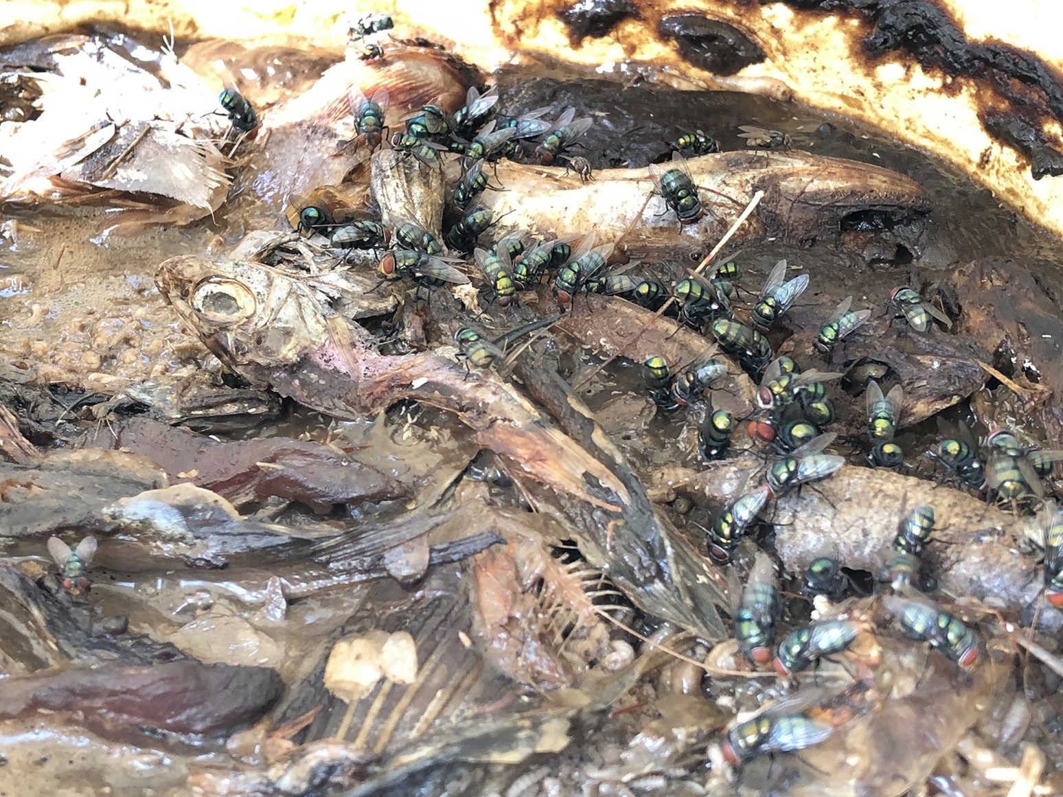 芒果加強授粉昆蟲飼育