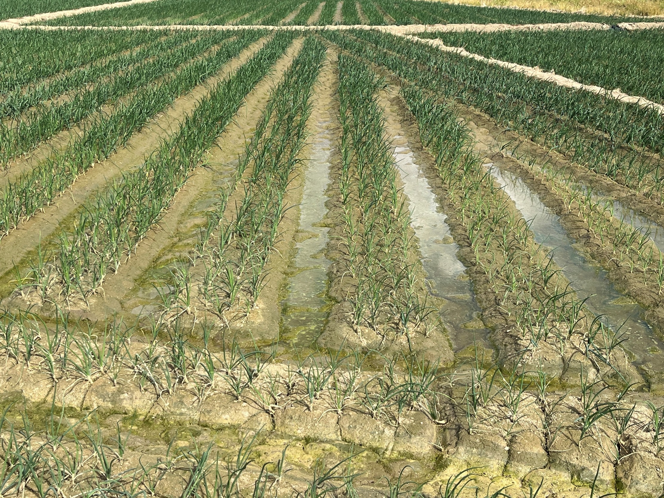 洋蔥田受病害影響，部分區塊植株乾枯