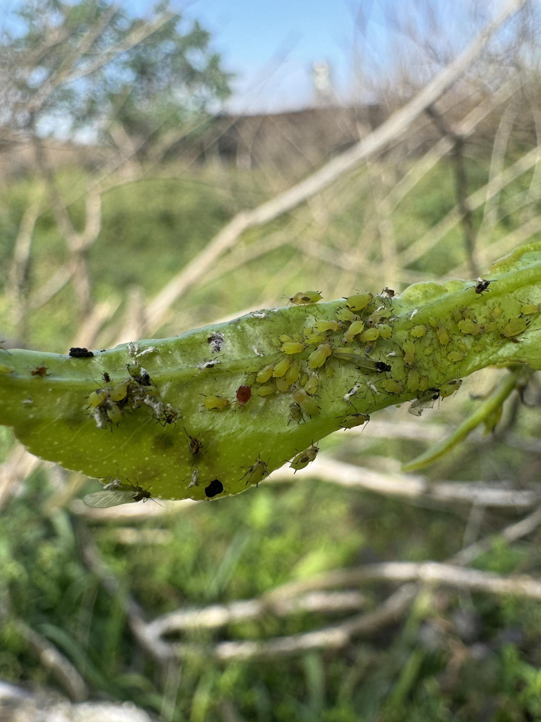 檸檬葉片因蚜蟲吸食而捲曲