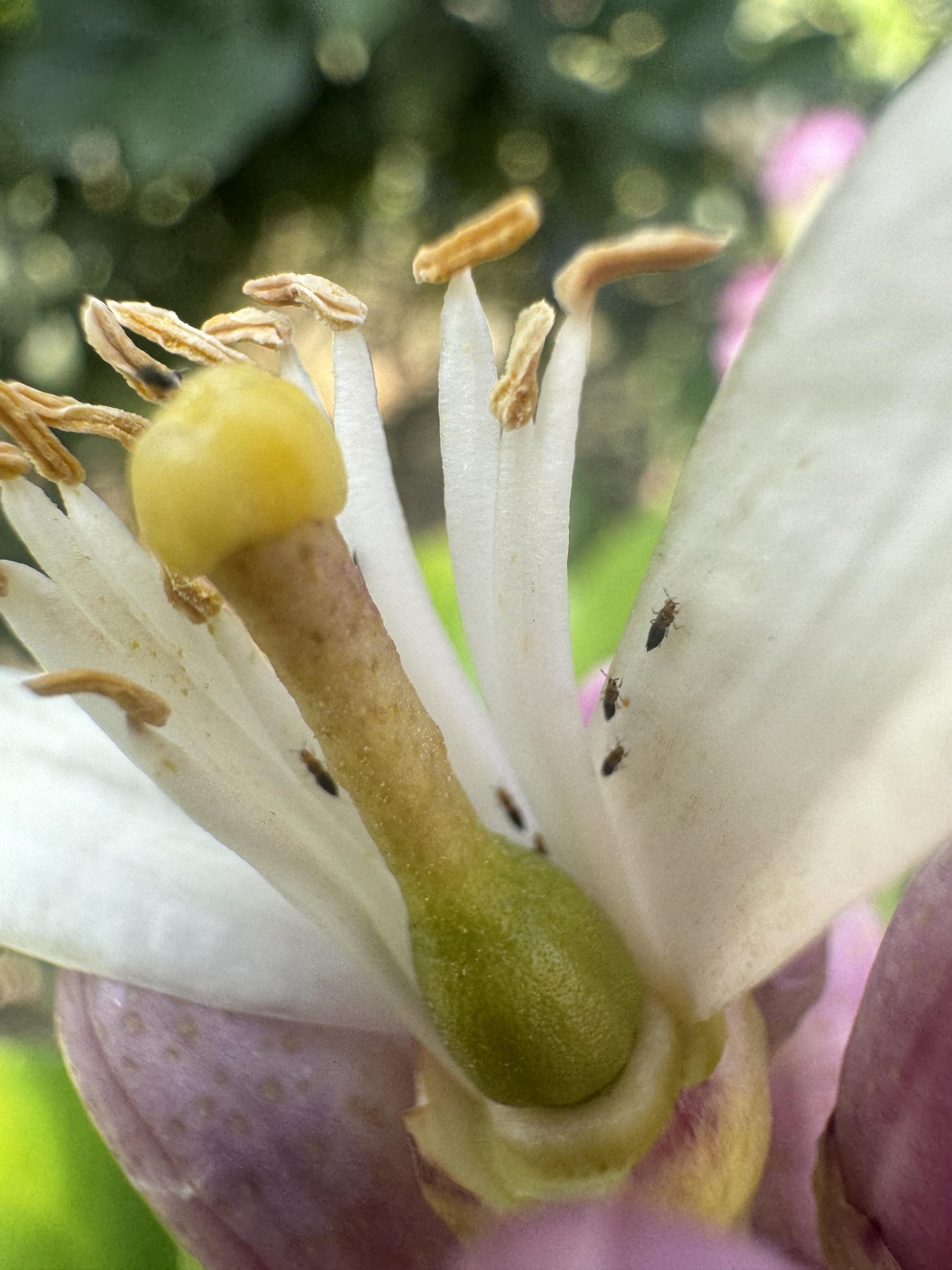 花薊馬於檸檬花器內取食