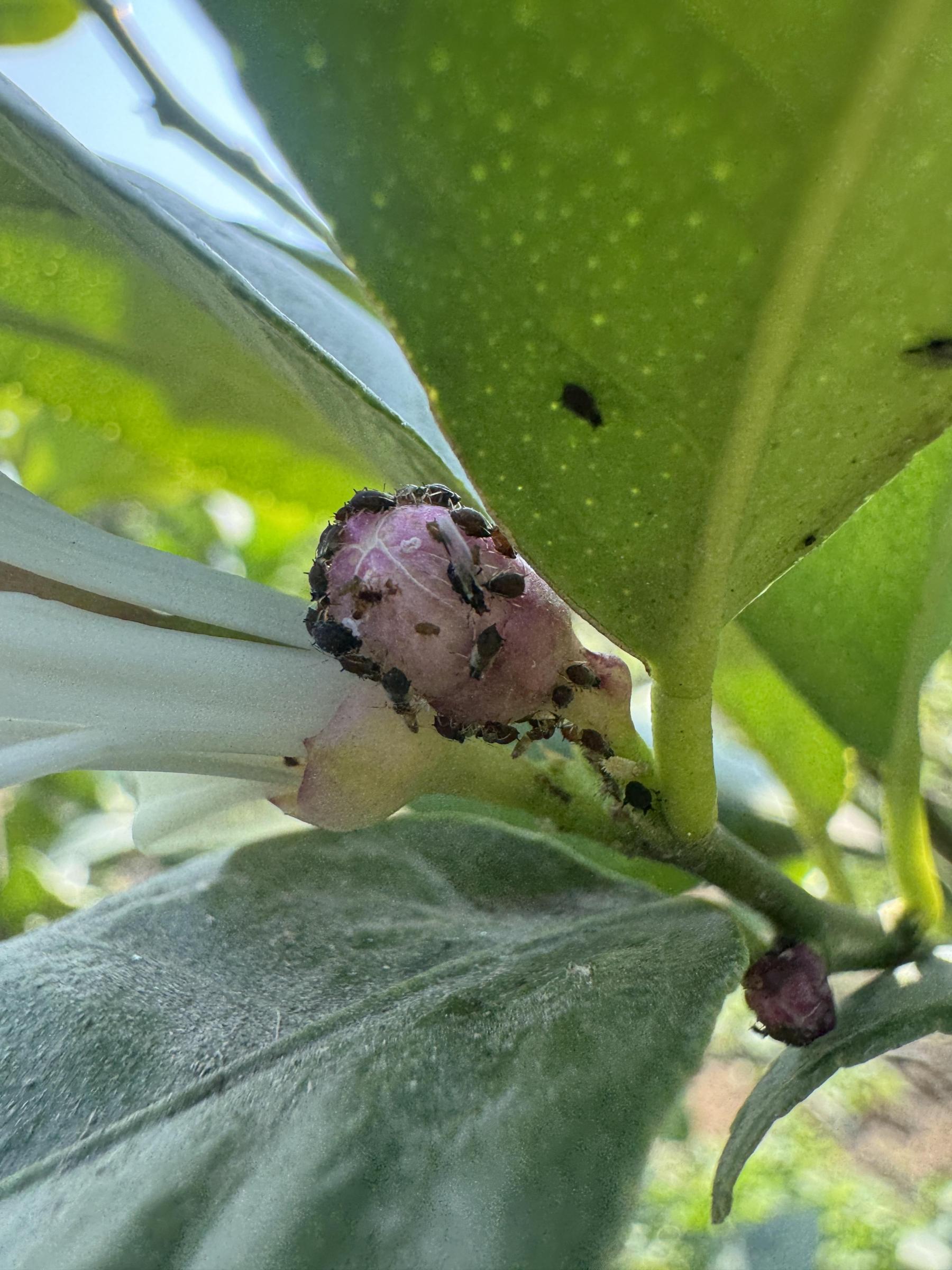 蚜蟲於檸檬花苞上取食危害
