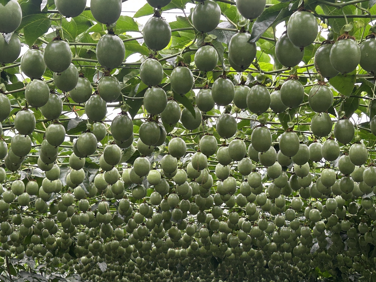 百香果利用蜂箱啟閉結構控制蜜蜂打卡上班之著果情形，媲美人工授粉