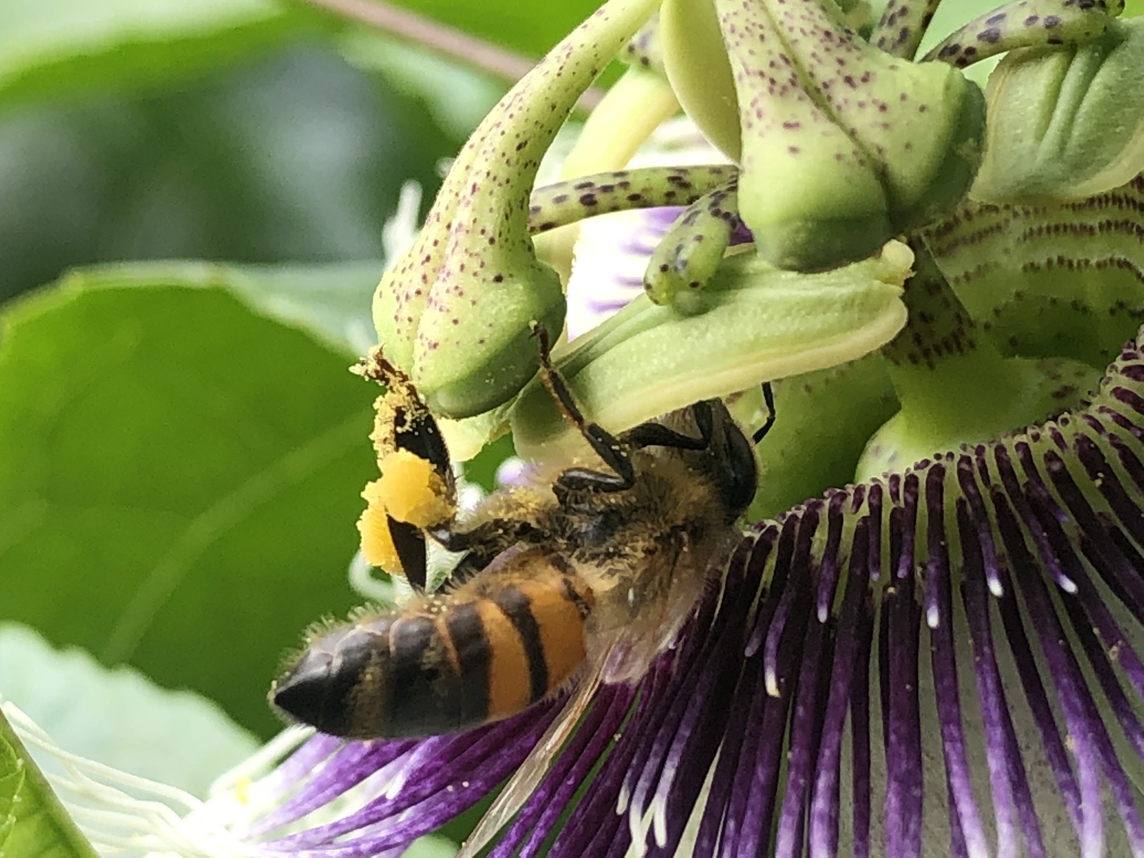 百香果花朵柱頭下彎時，是最佳授粉時機