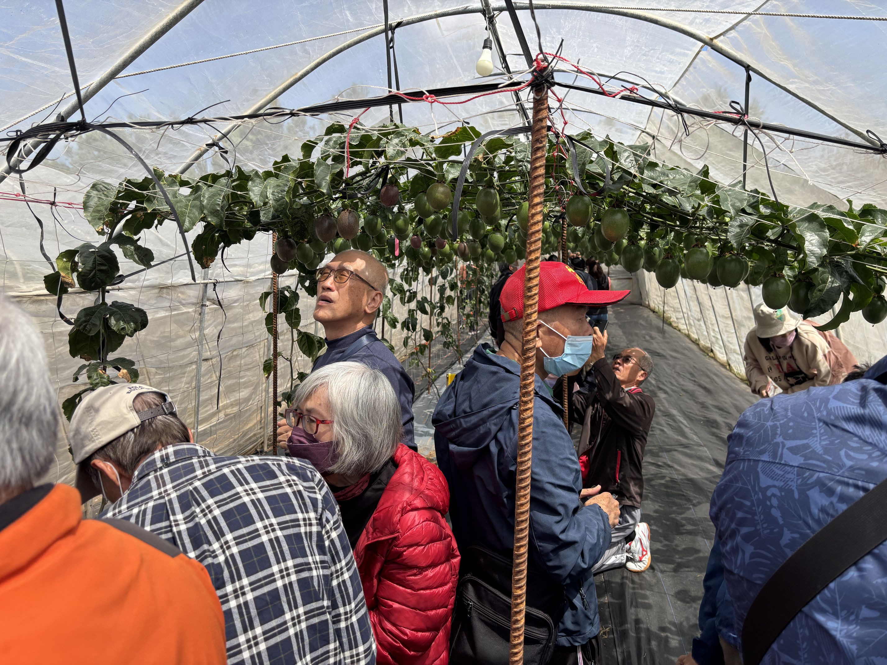 百香果田間觀摩，現場交流熱絡