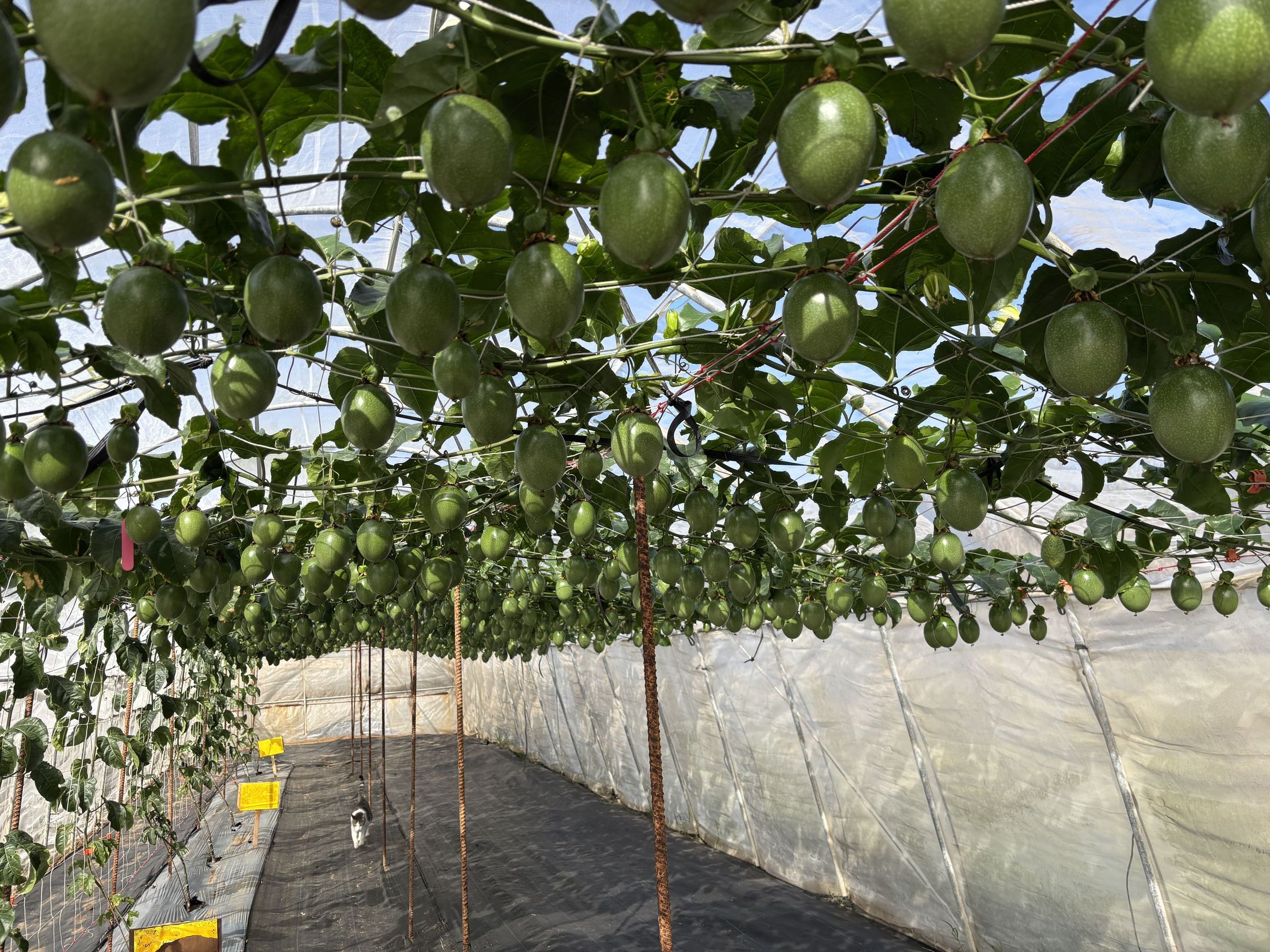 百香果人工授粉著果品質佳