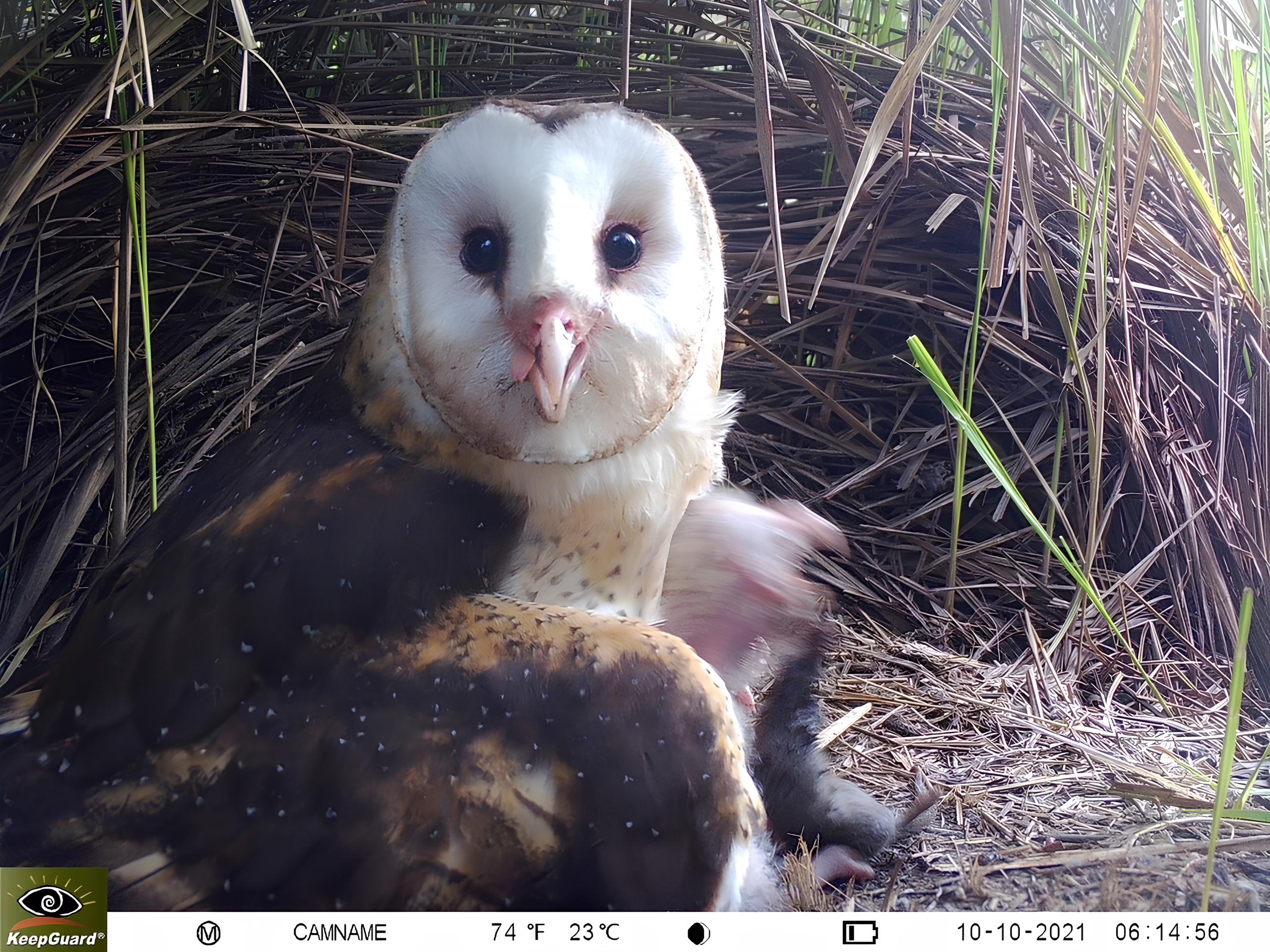 屏東縣林邊溪流域發現「草鴞」繁殖記錄，為全臺最南端棲息地發現(屏科大鳥類生態研究室提供)。