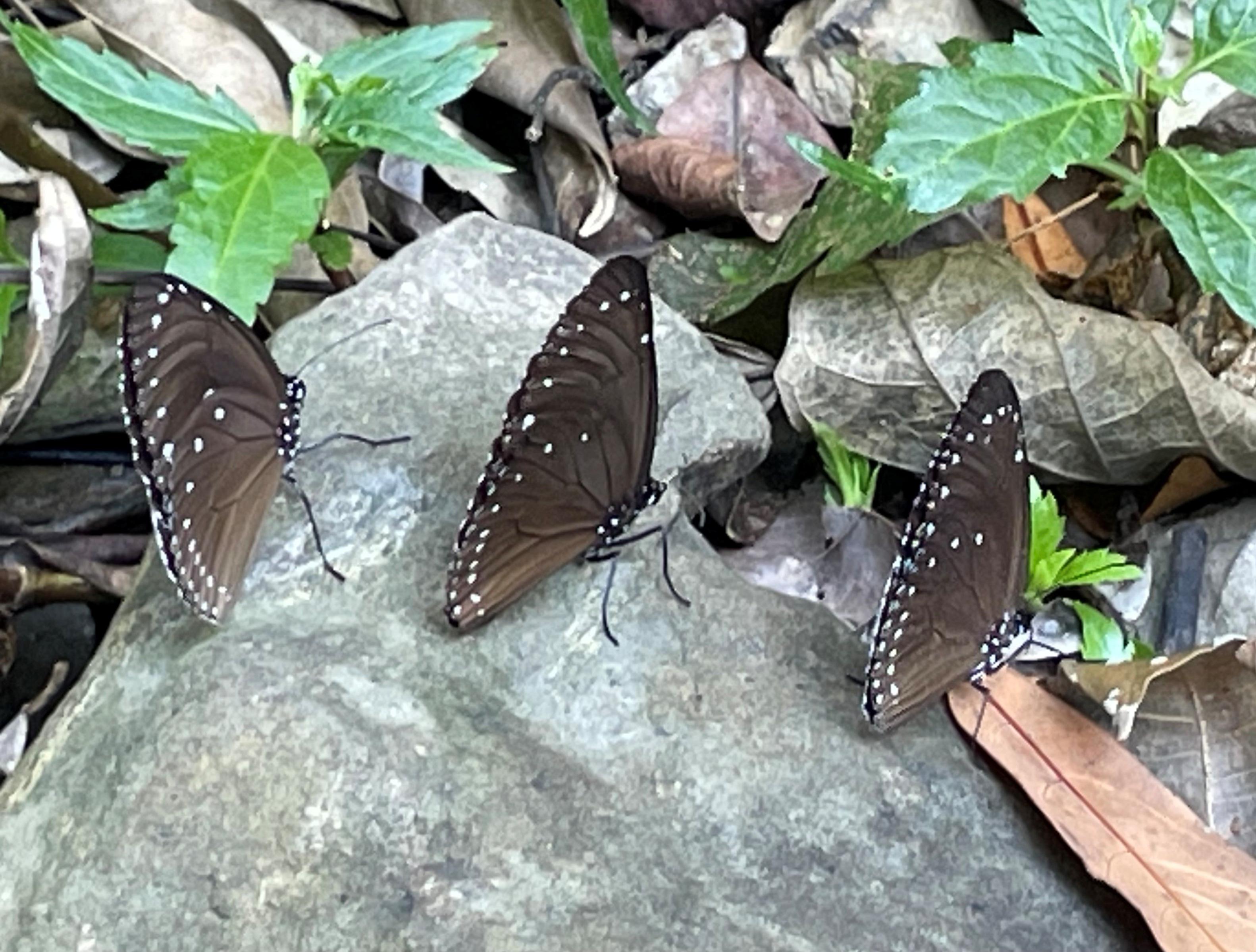 紫斑蝶為世界唯二的越冬型遷徙蝴蝶，紫斑蝶保育展現人類與自然共存的創新努力。