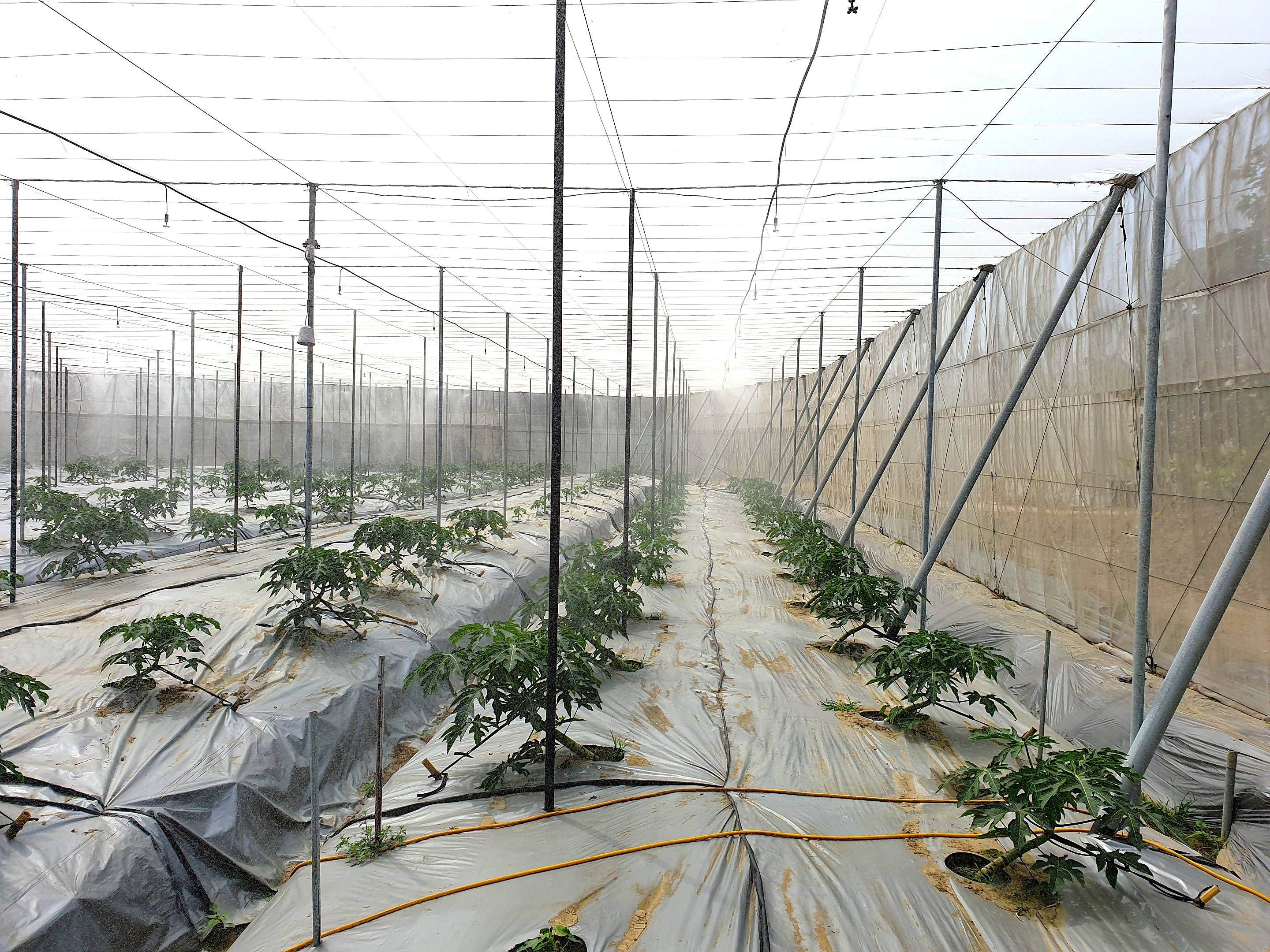 利用噴霧降低木瓜果園葉蟎密度