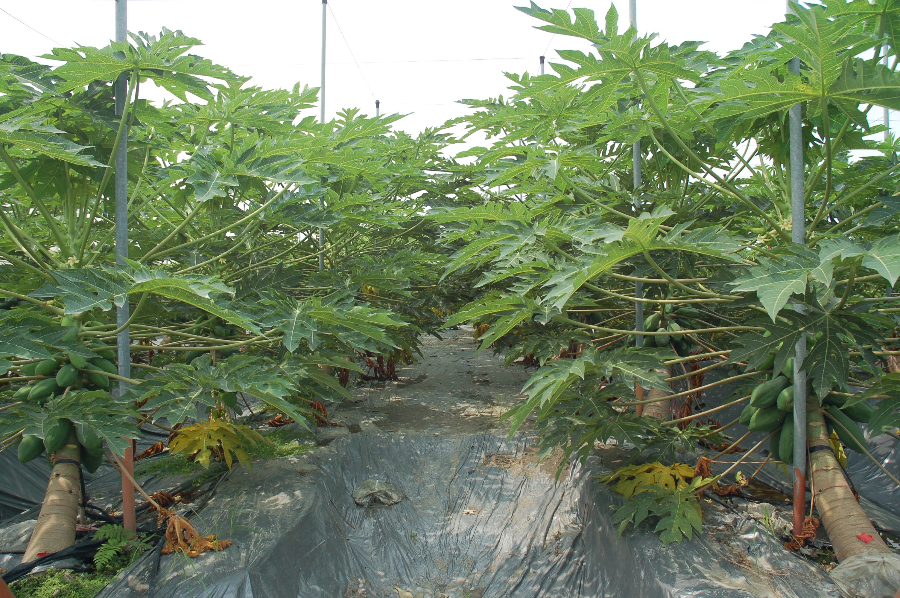 木瓜智慧化果園兼顧省工、省水及省肥