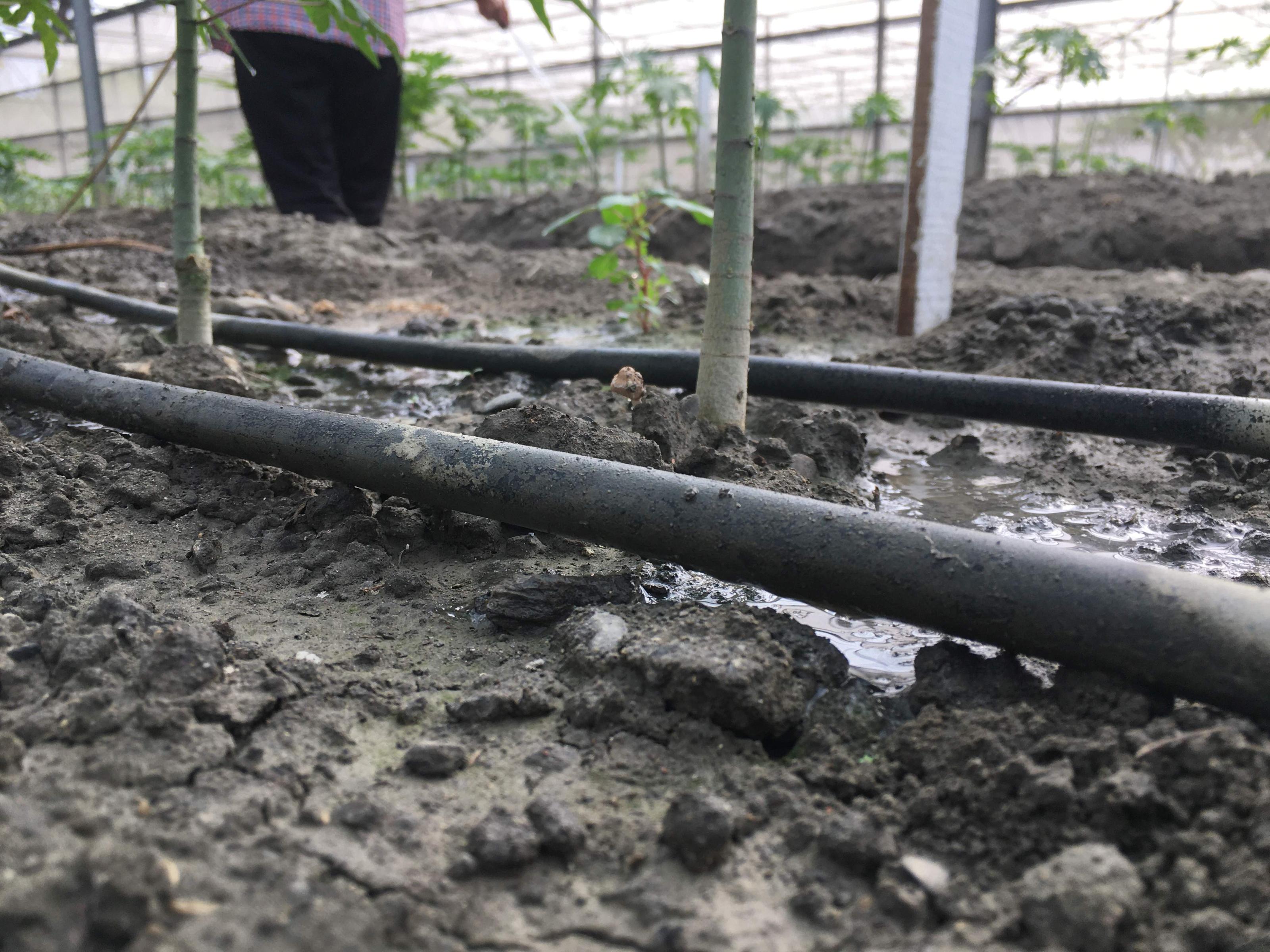 木瓜果園採用滴灌配合智慧控制系統可有效節水