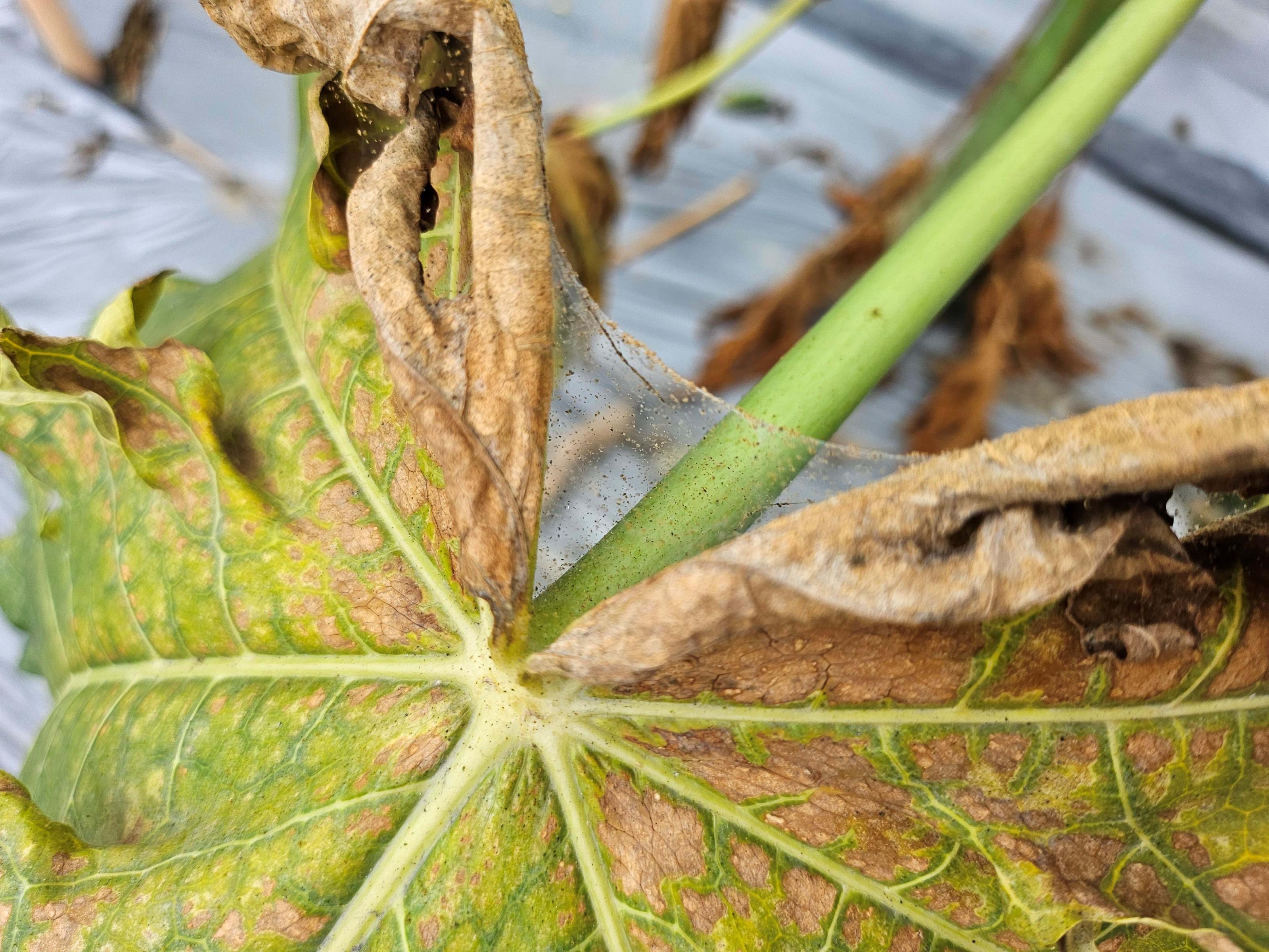 葉螨吸食導致木瓜葉片乾枯並吐絲結網傳播族群，影響木瓜生產甚鉅。